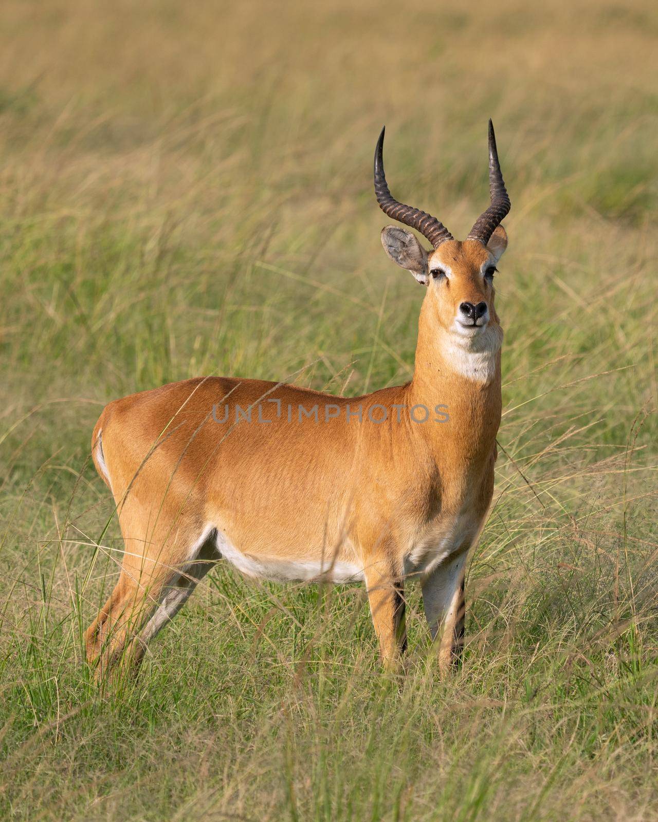 Uganda Kob (Kobus thomasi), Queen Elizabeth National Park, Uganda