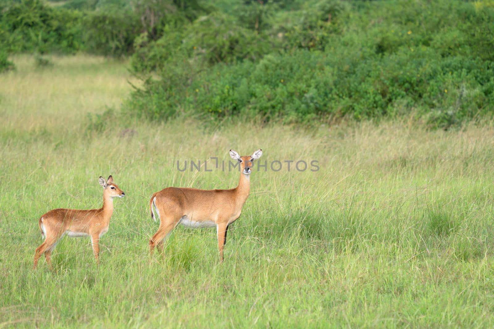 Uganda Kob (Kobus thomasi), National Parks of Uganda