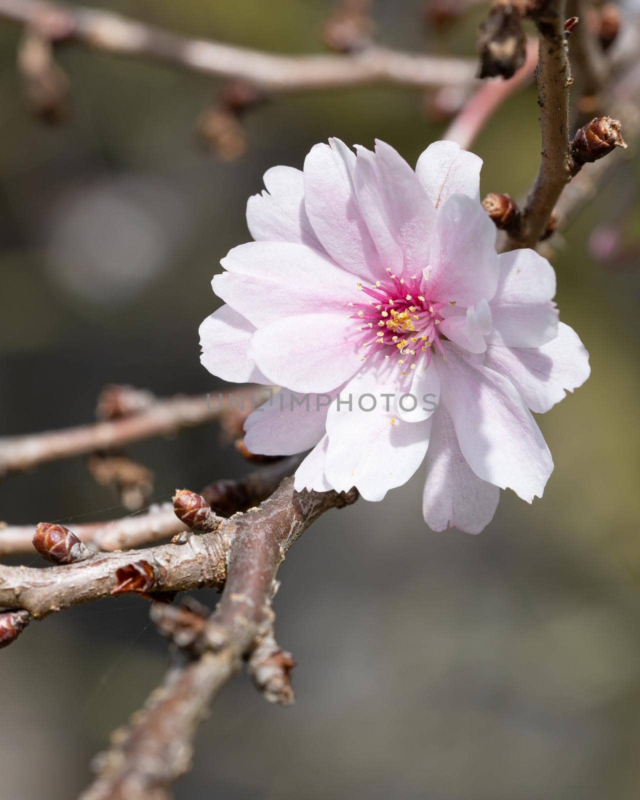 Higan cherry (Prunus subhirtella), close up of the flower head