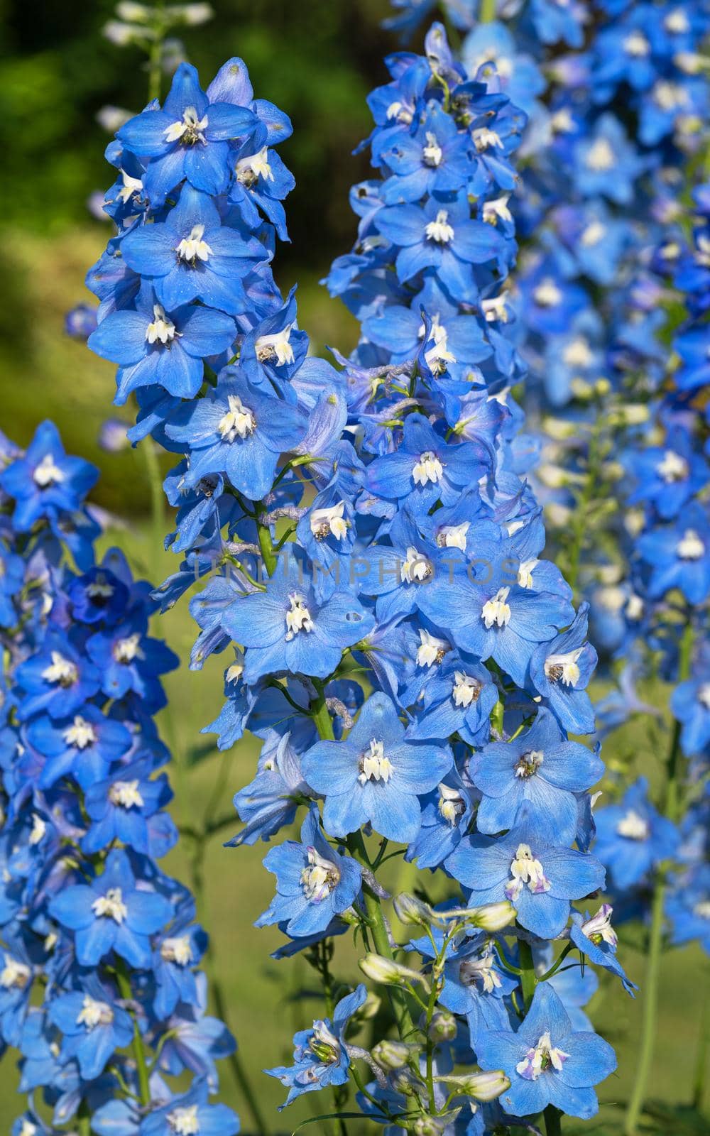 Candle larkspur (Delphinium elatum), close up of the flower head