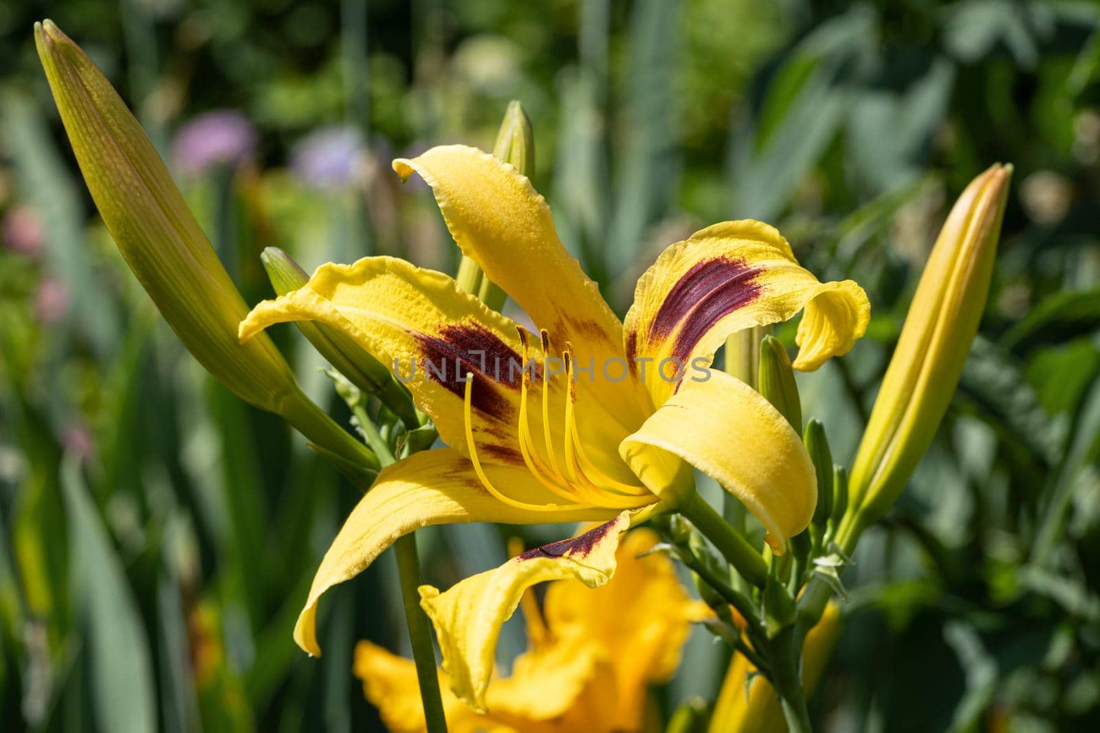 Day lily (Hemerocallis), close up of the flower head