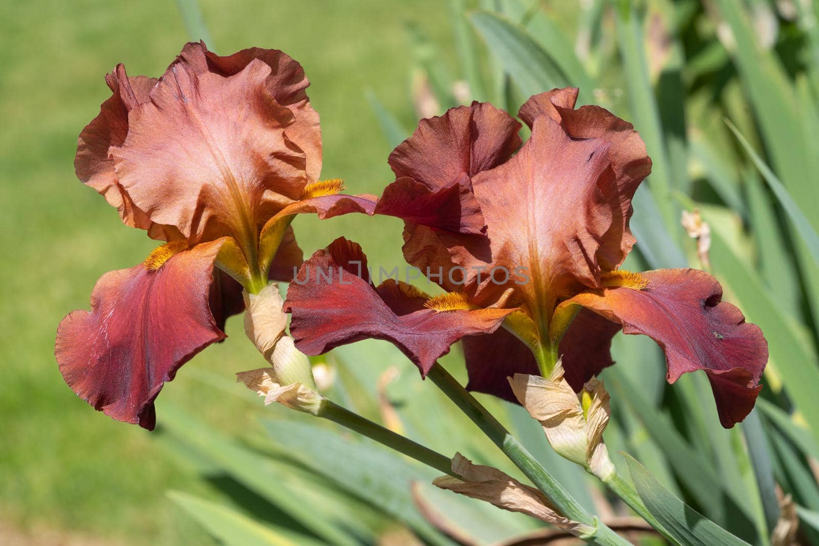 German iris (Iris barbata), close up image of the flower head