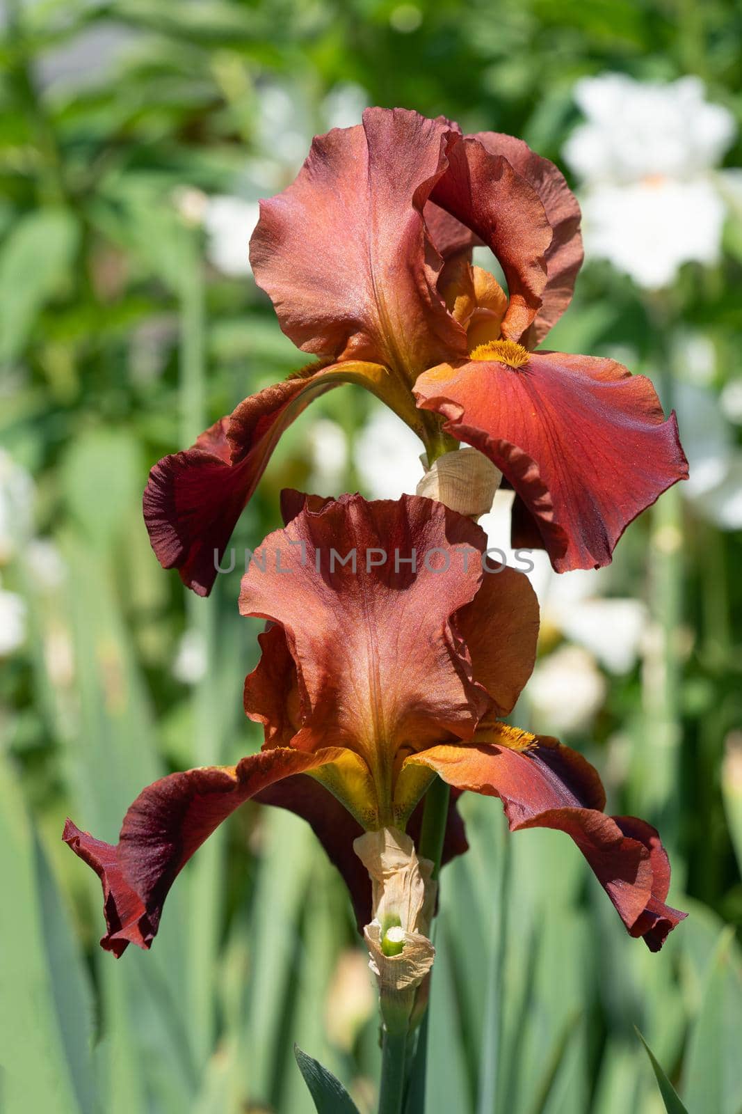 German iris (Iris barbata), close up image of the flower head