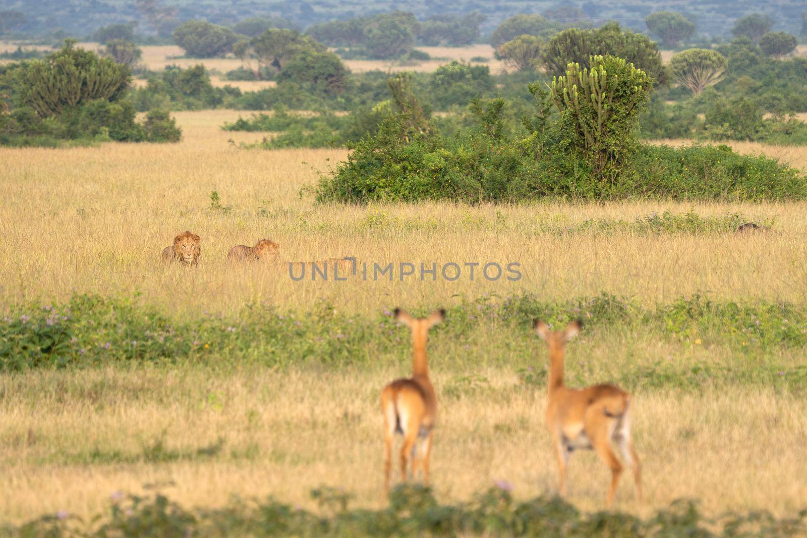 Panoramic landscape of Queen Elizabeth National Park with pride of lions, Uganda 
