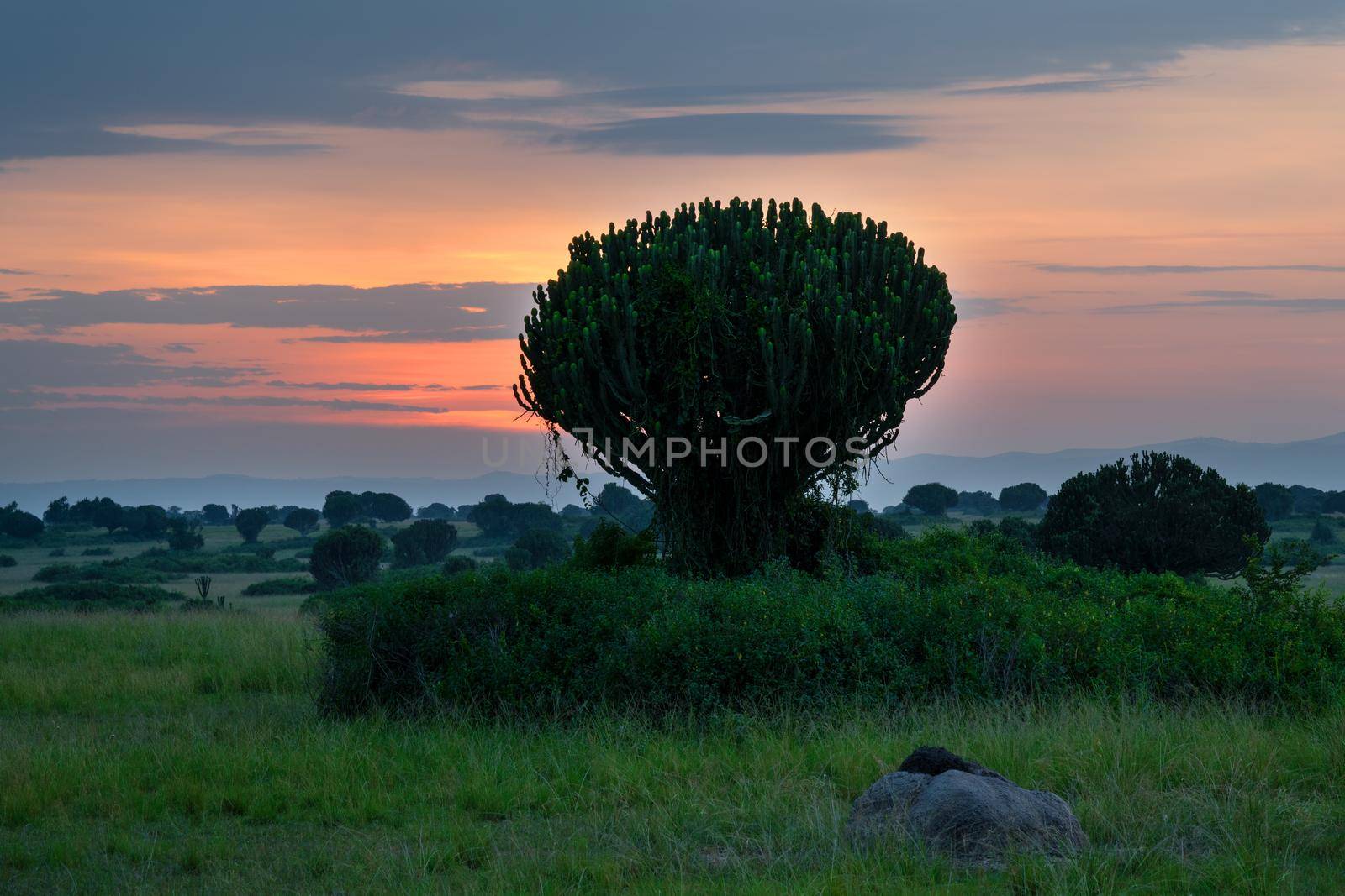 Panoramic image of the landscape of Queen Elizabeth National Park at sunrise, Uganda