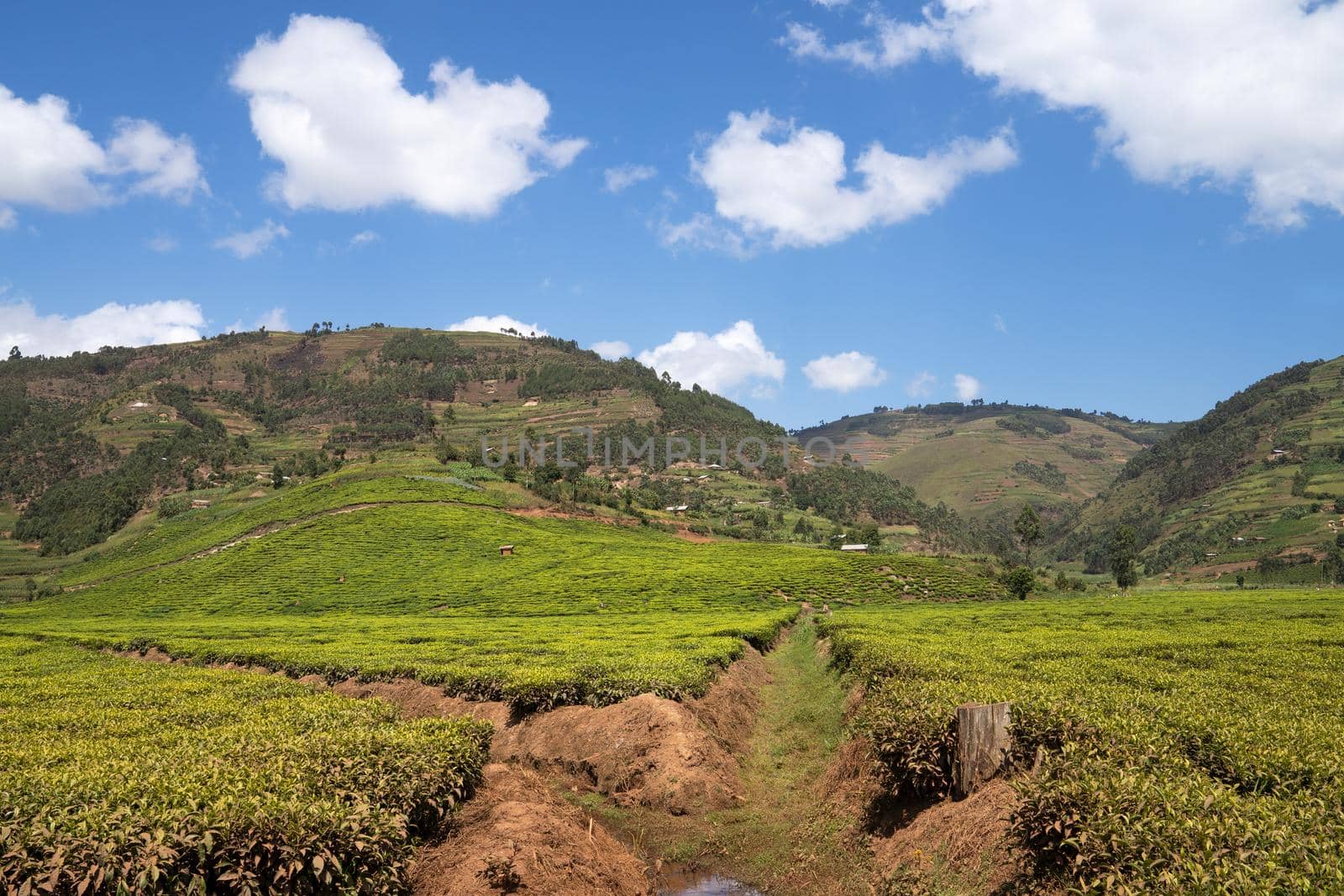 Panoramic image of rural landscape with tea fields, Uganda