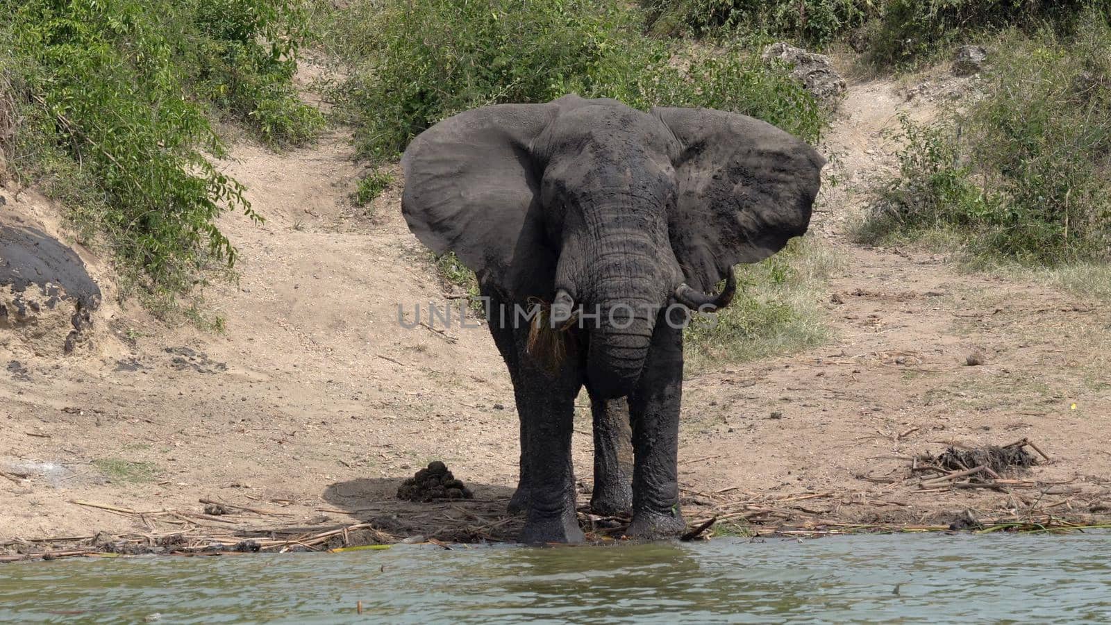 African elephant (Loxodonta africana), Kazinga Channel, Uganda