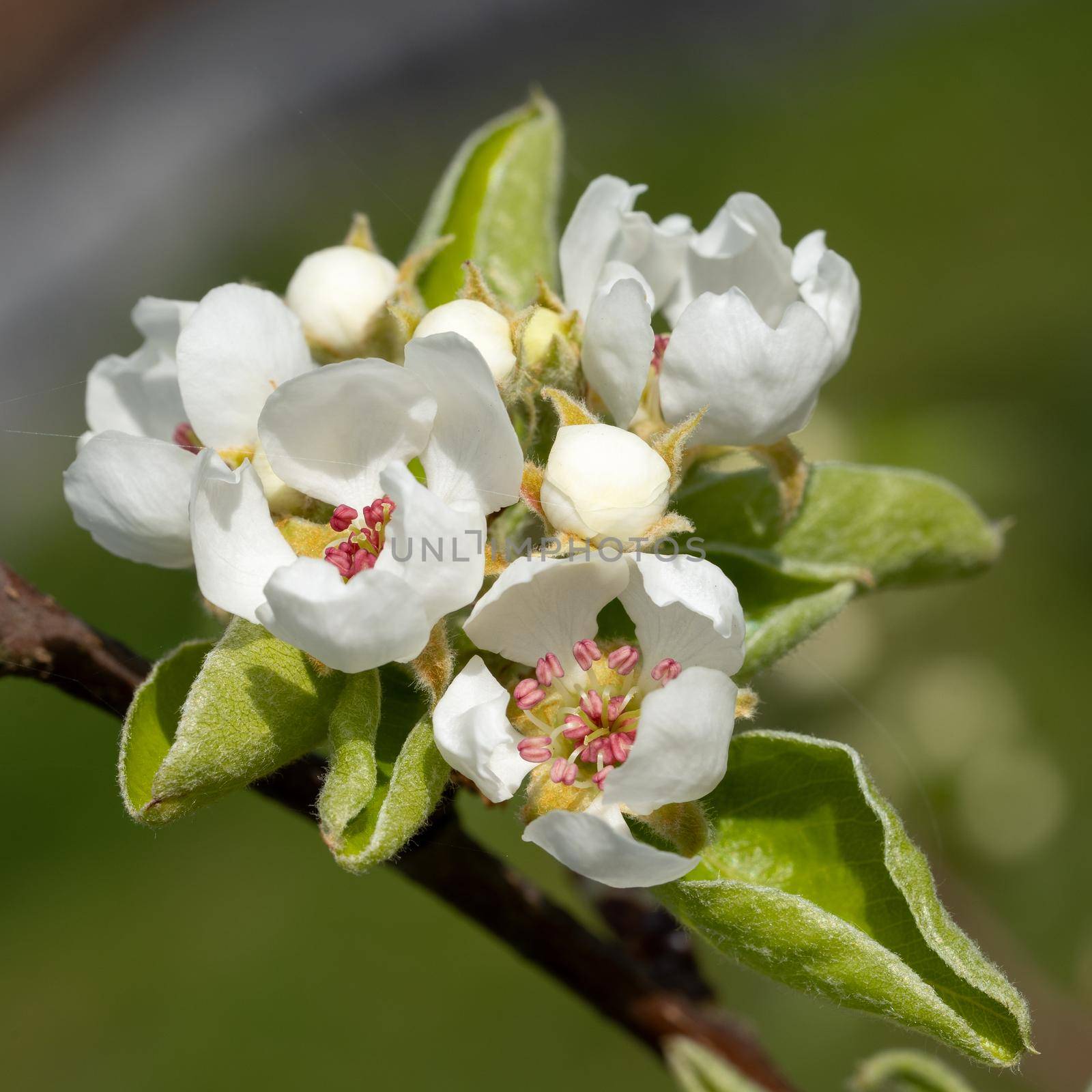 Common pear, Pyrus domestica by alfotokunst