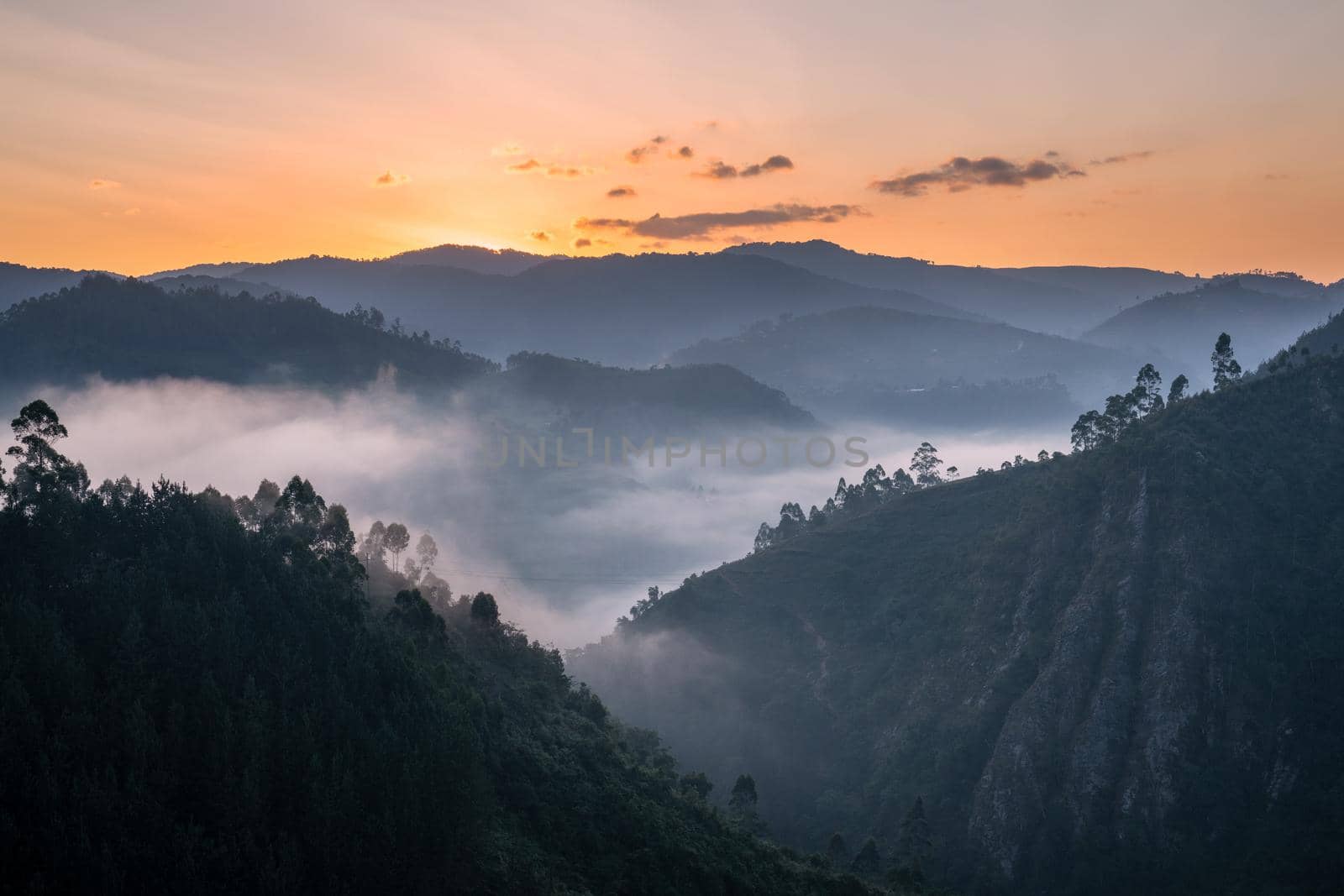 Panoramic image of Bwindi National Park with early morning mood, Uganda