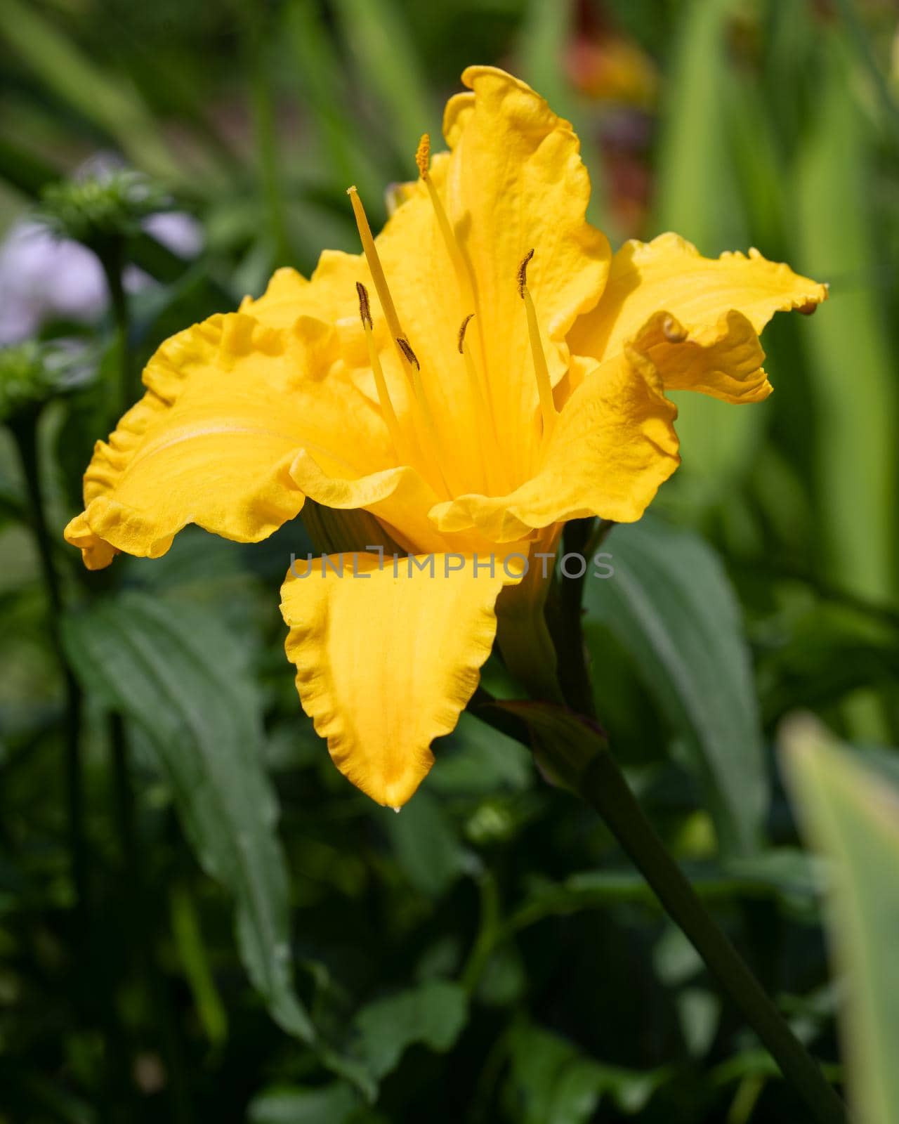 Day lily, Hemerocallis by alfotokunst