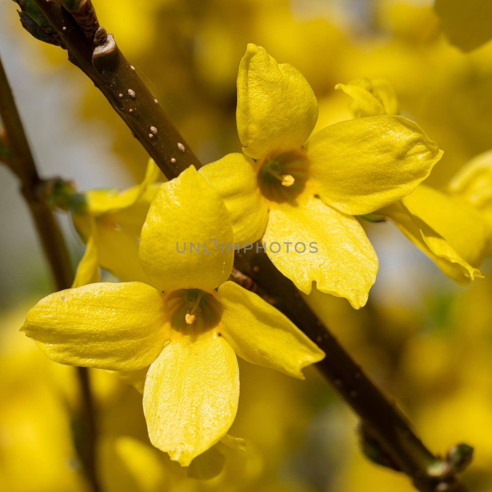 Forsythia (Forsythia × intermedia), flowers of springtime