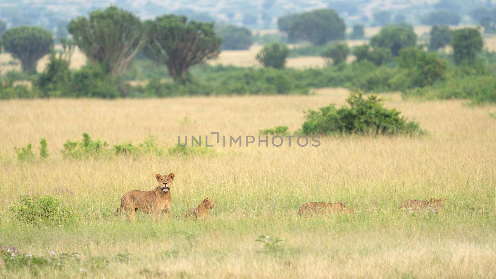 Panoramic landscape of Queen Elizabeth National Park with pride of lions, Uganda 