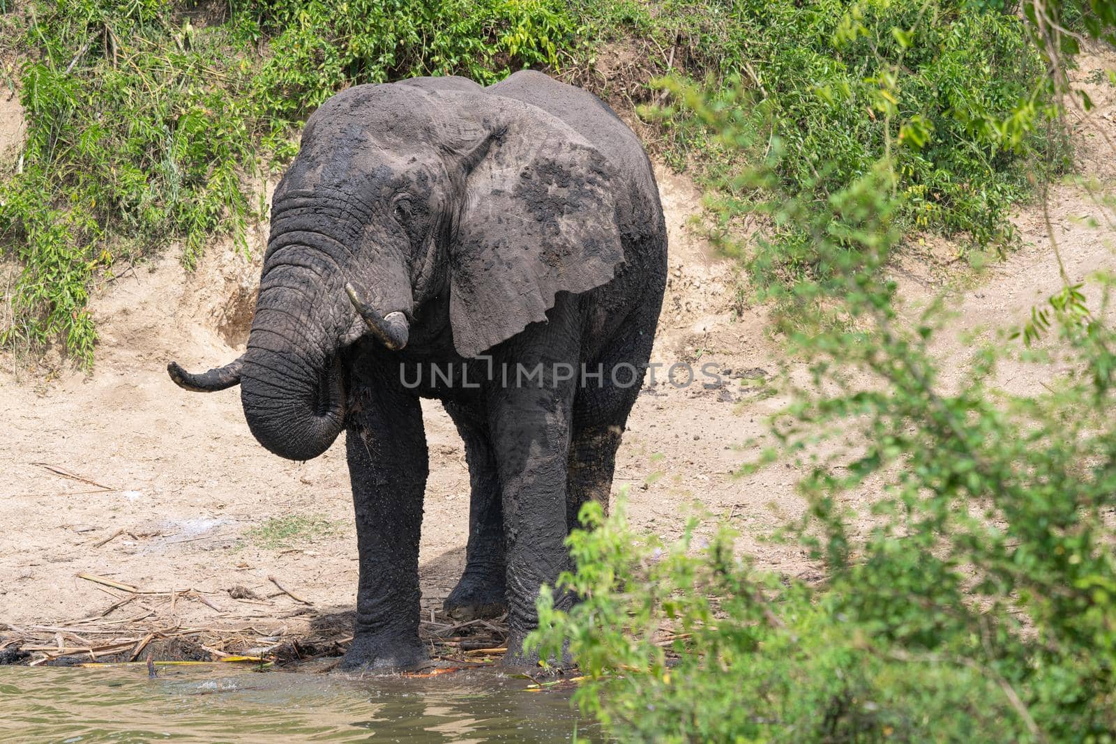 African elephant (Loxodonta africana), Kazinga Channel, Uganda