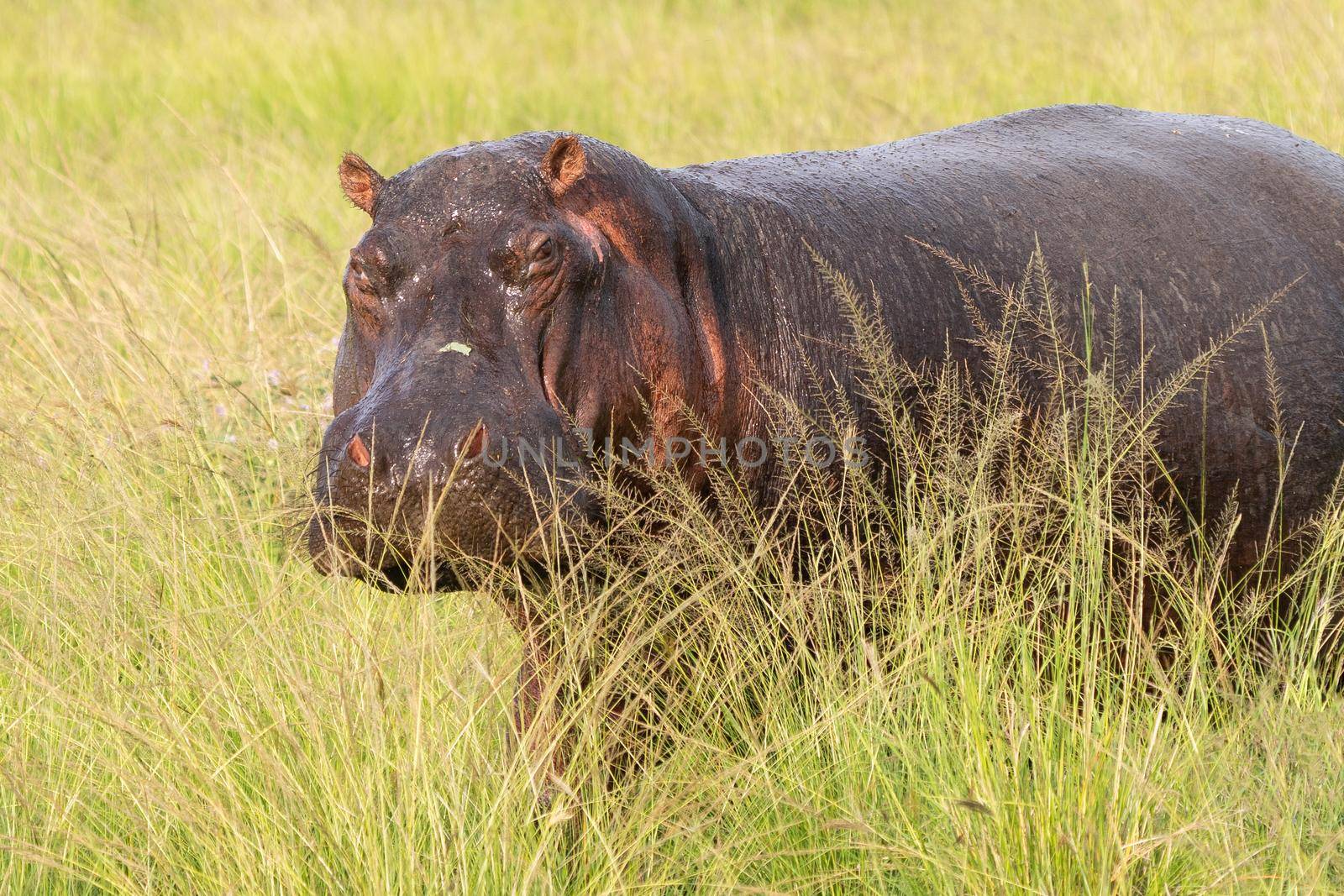 Hippo (Hippopotamus amphibius), Queen Elizabeth National Park, Uganda