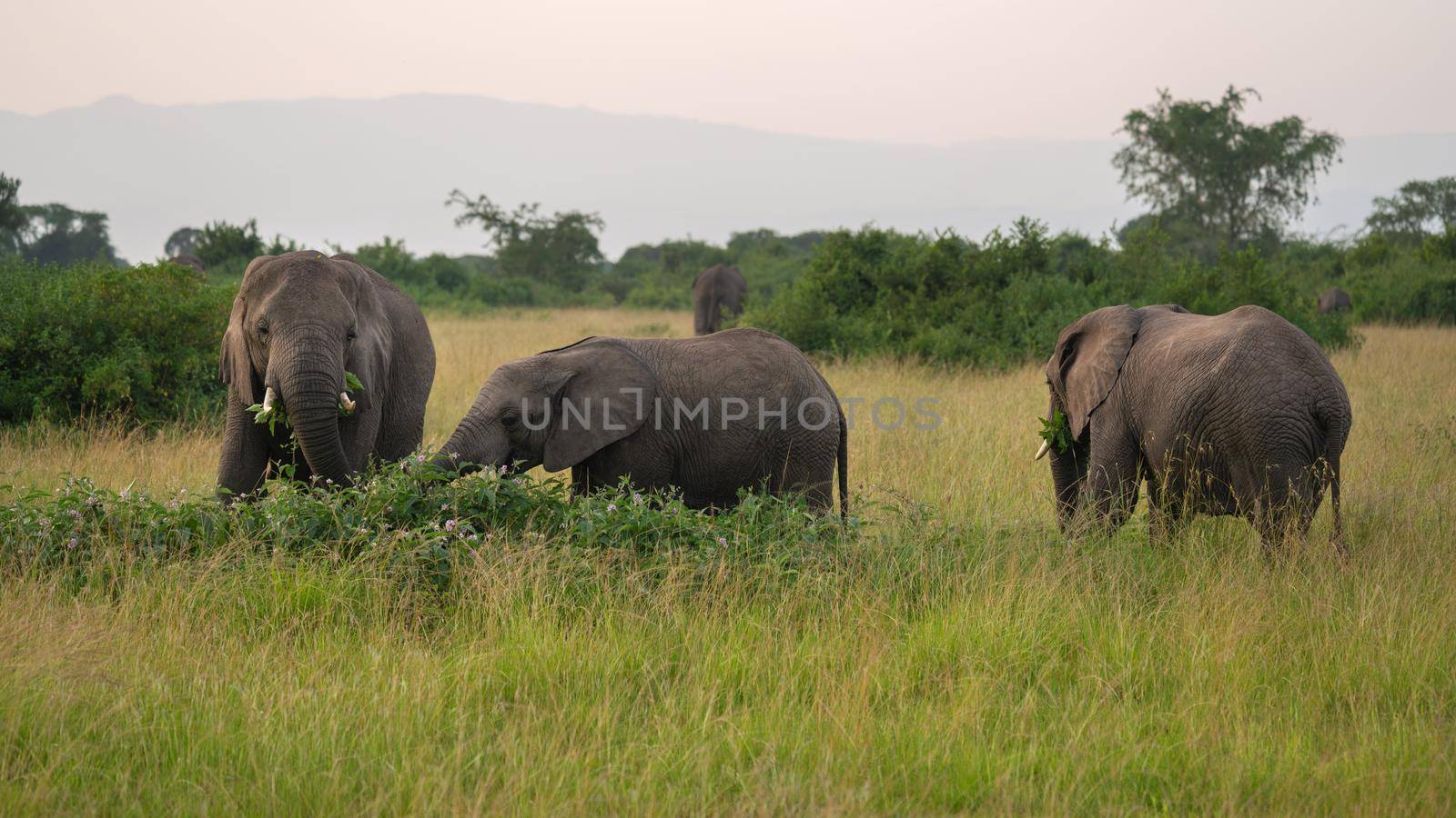 African elephant (Loxodonta africana), Queen Elizabeth National Park, Uganda