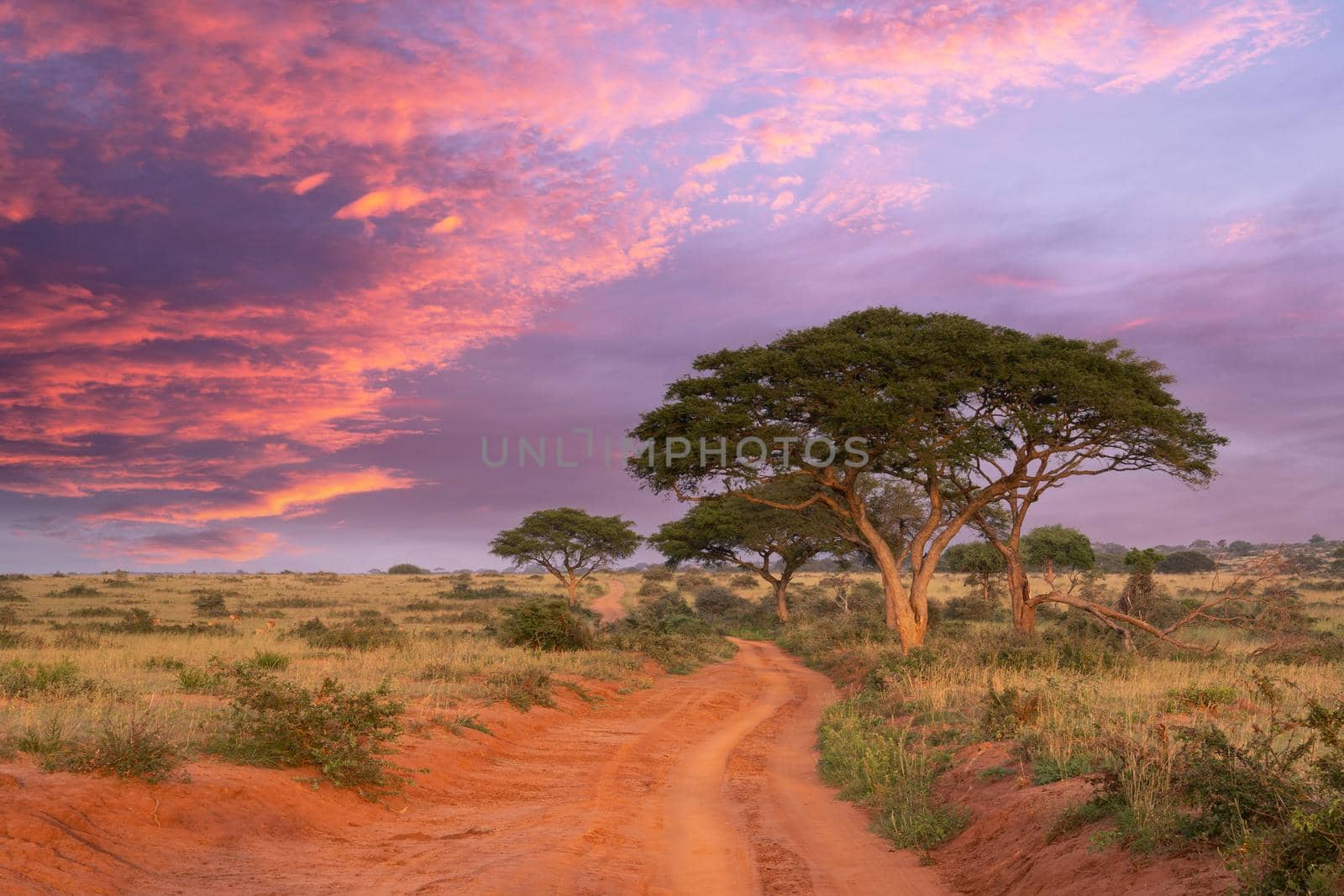 Panoramic image, sunrise at Murchison Falls National Park, Uganda