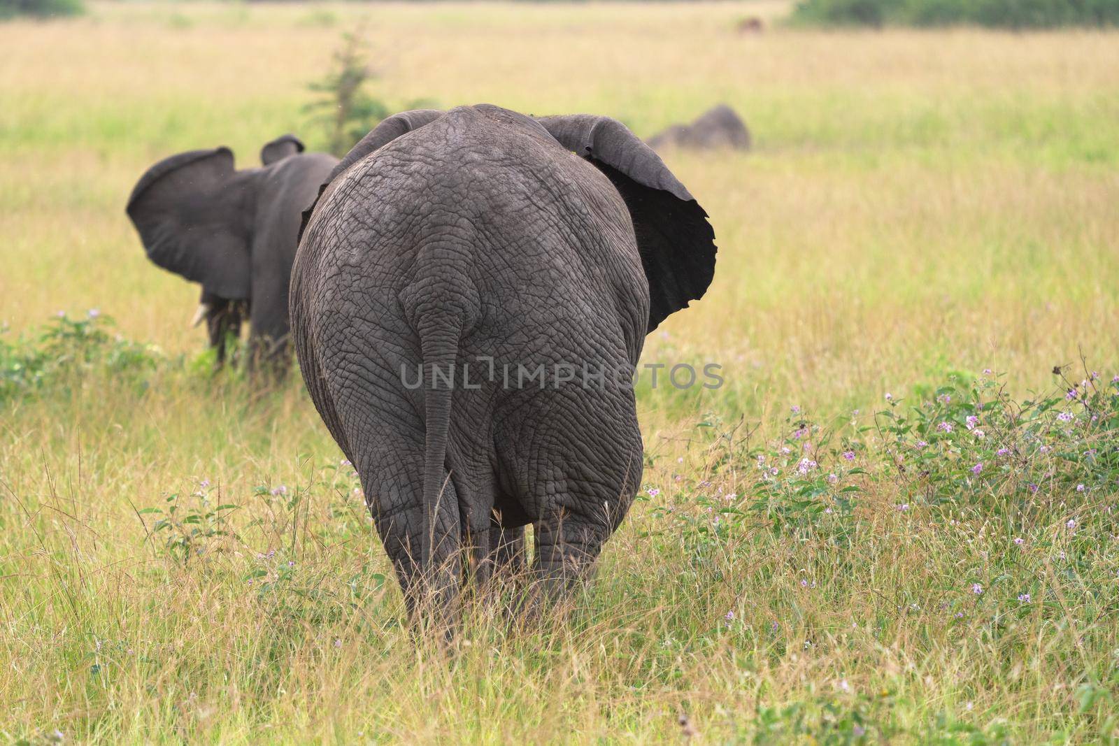 African elephant (Loxodonta africana), Queen Elizabeth National Park, Uganda