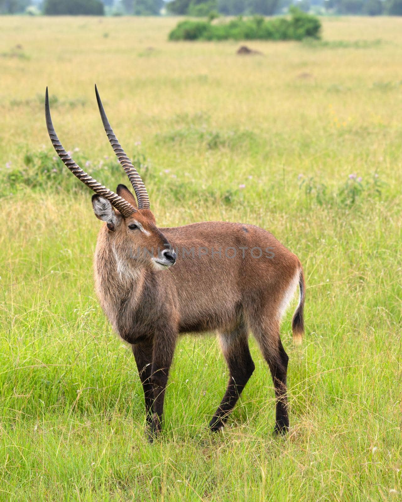 Defassa Waterbuck (Kobus defassa), National Parks of Uganda