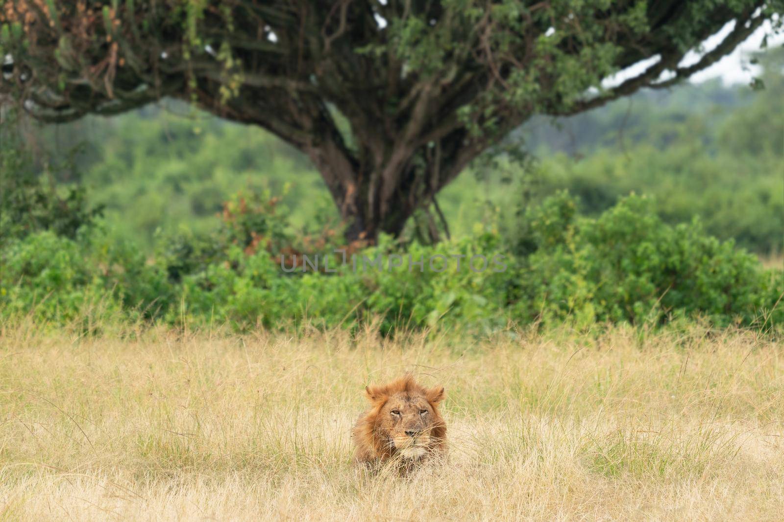 Panoramic landscape with lion, Uganda 