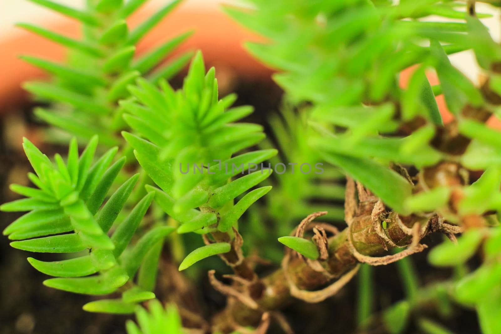 Beautiful Crassula Muscosa plant in the garden under the sun