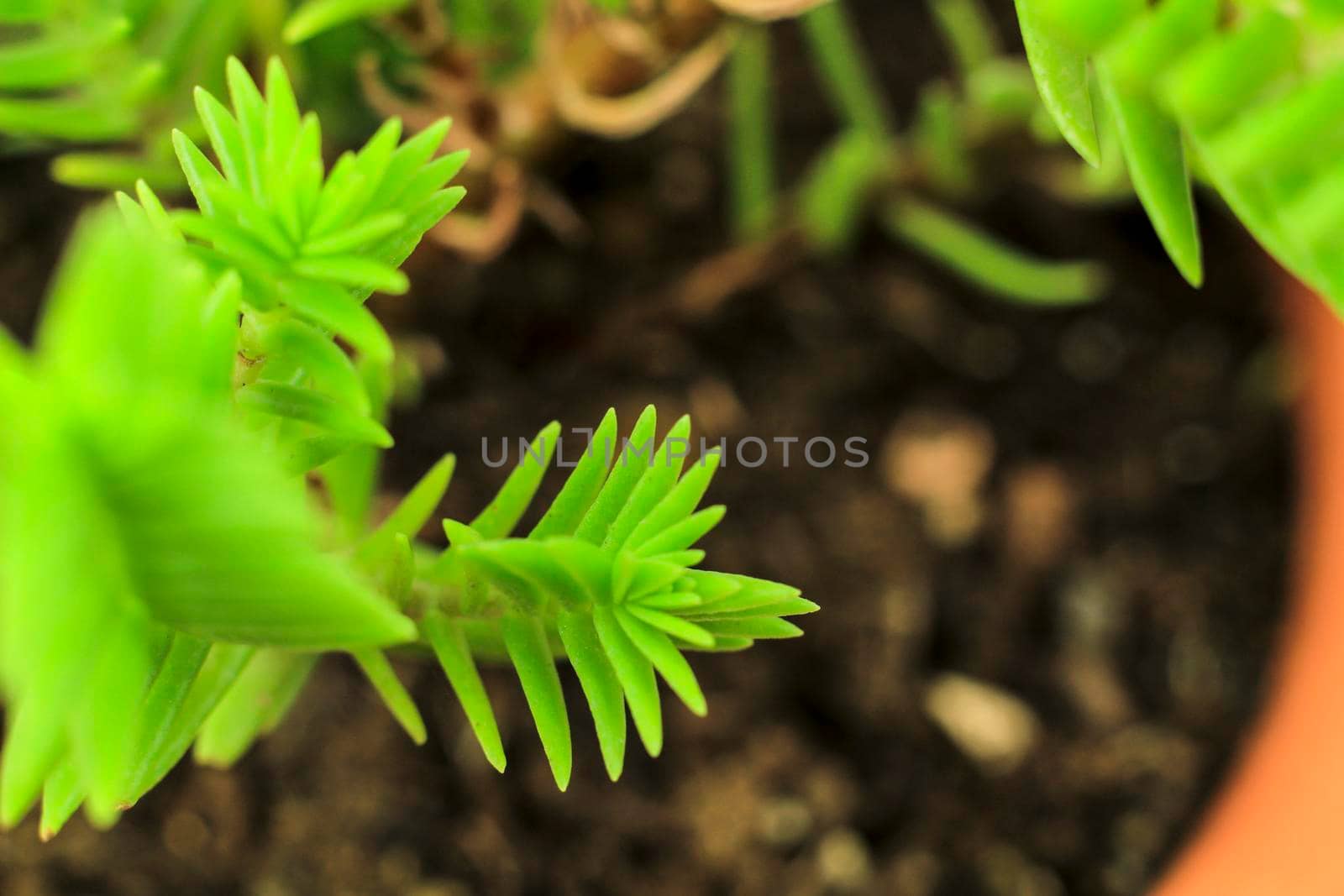 Beautiful Crassula Muscosa plant in the garden under the sun