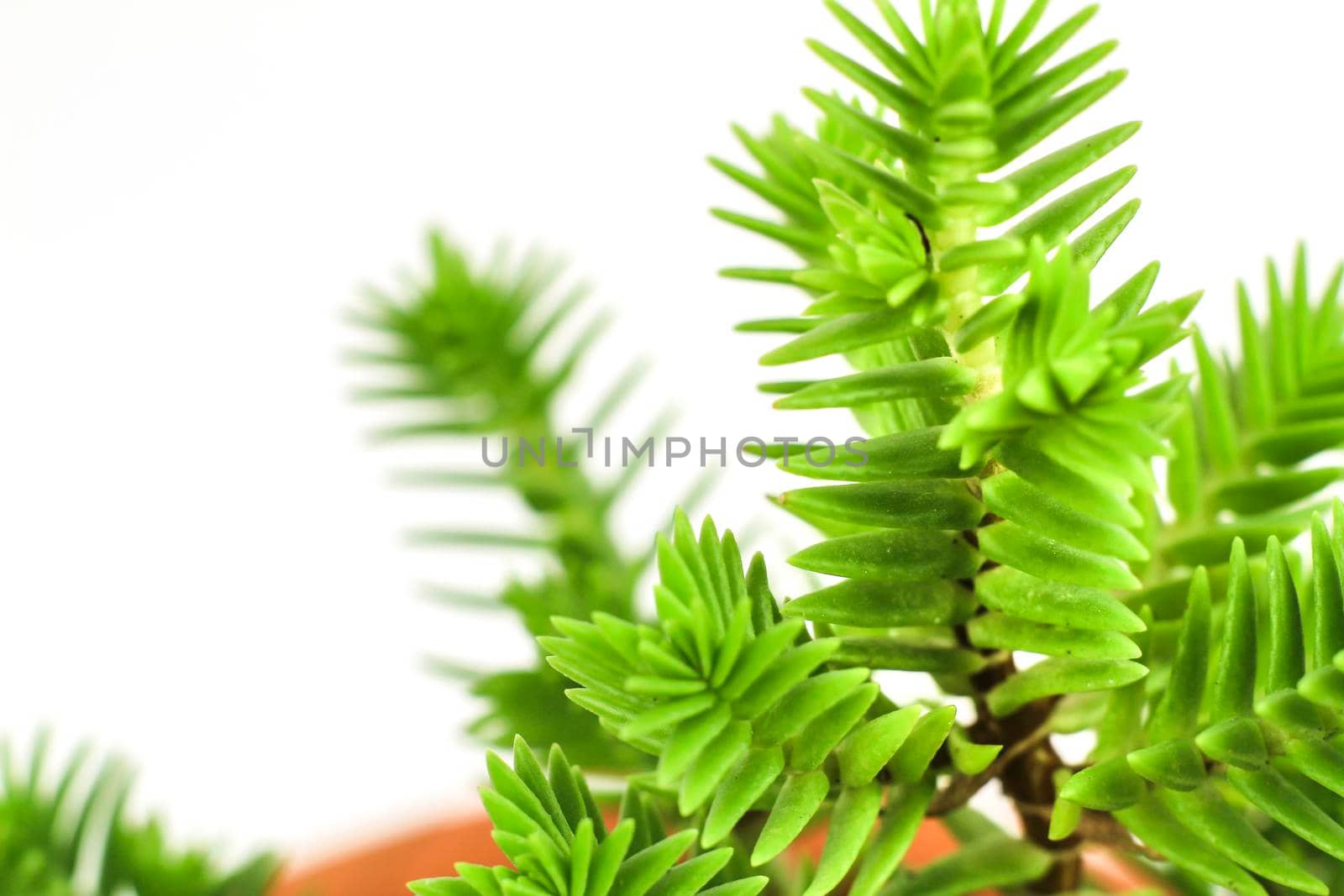 Beautiful Crassula Muscosa plant in the garden under the sun