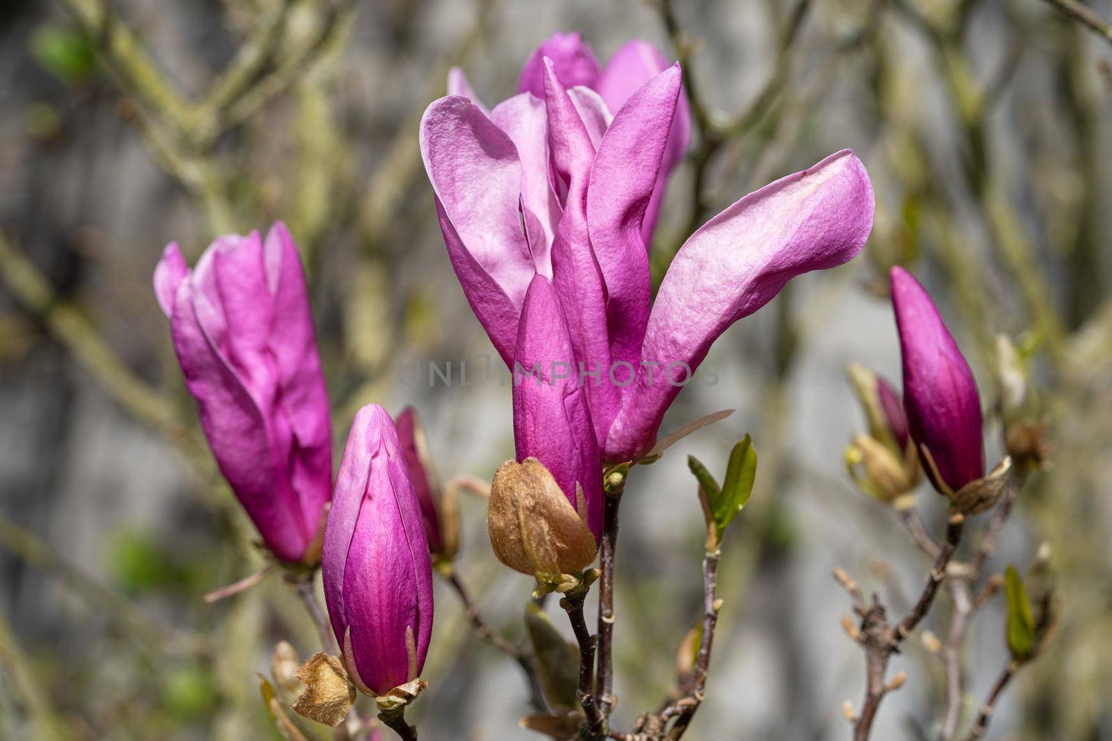 Tulip magnolia (Magnolia liliiflora), close up image of the flower head