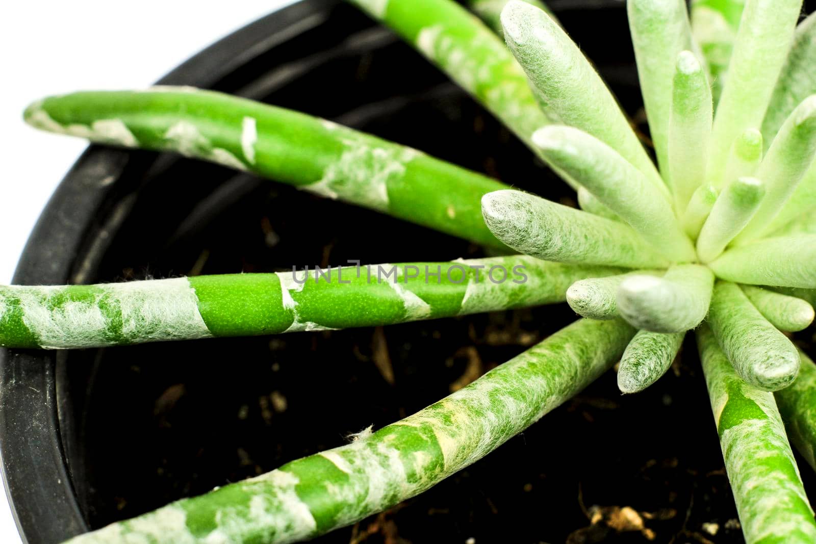 Beautiful Senecio Scaposus plant in the garden. Macro photography