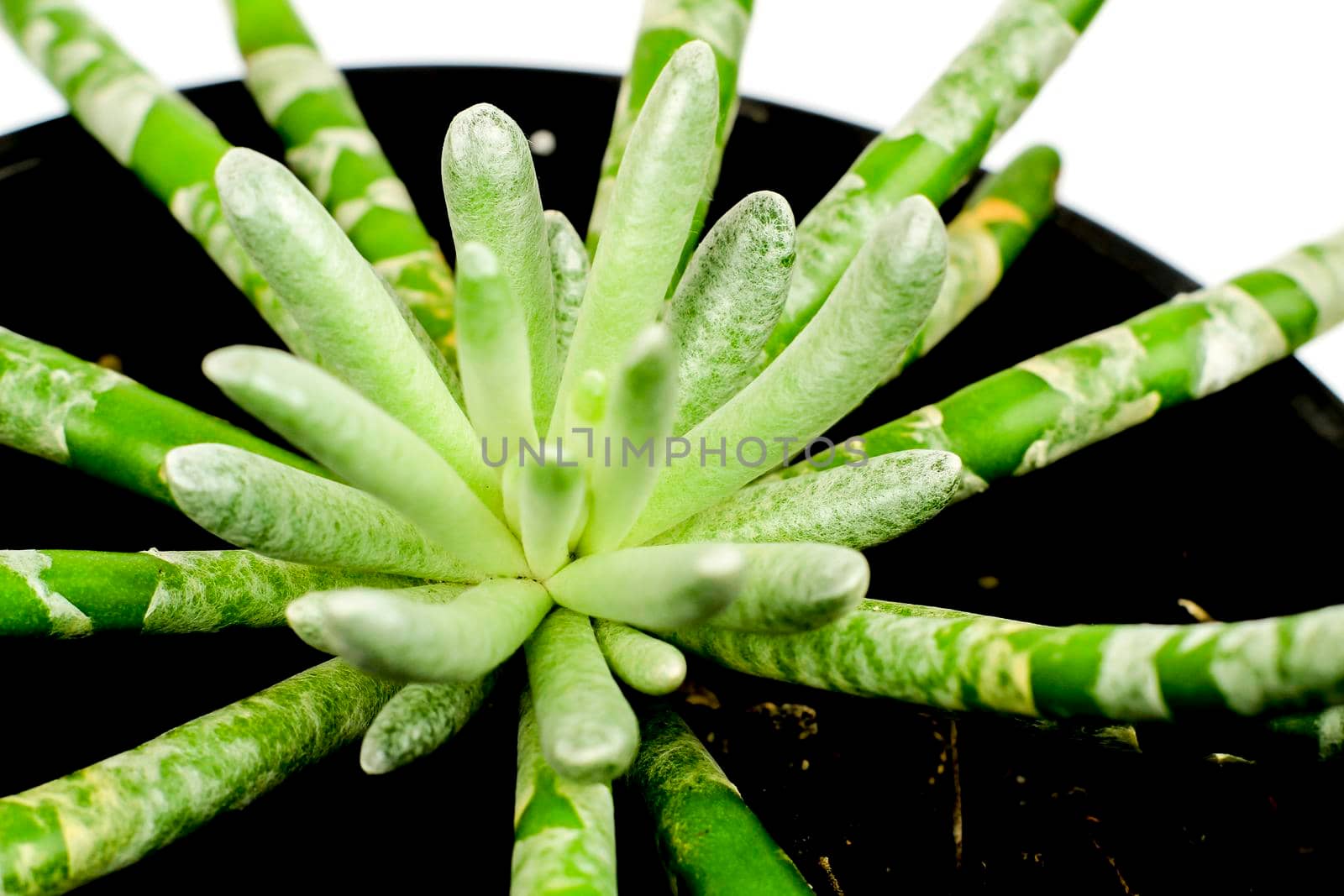 Beautiful Senecio Scaposus plant in the garden. Macro photography