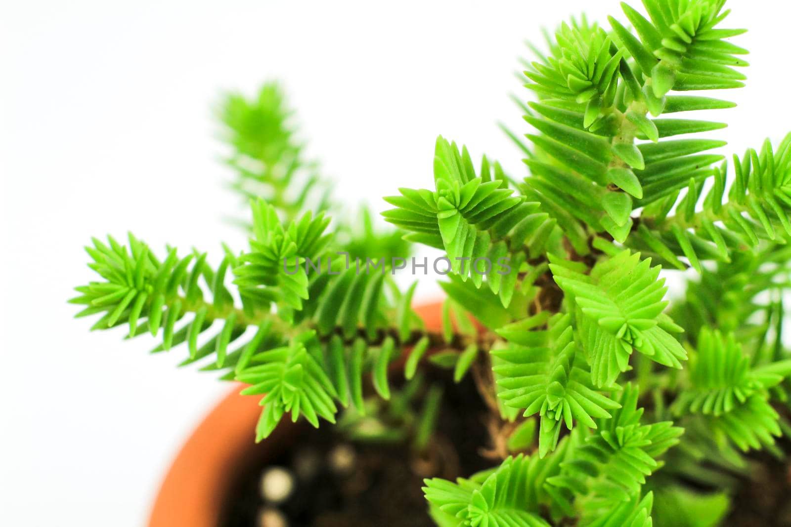 Beautiful Crassula Muscosa plant in the garden under the sun