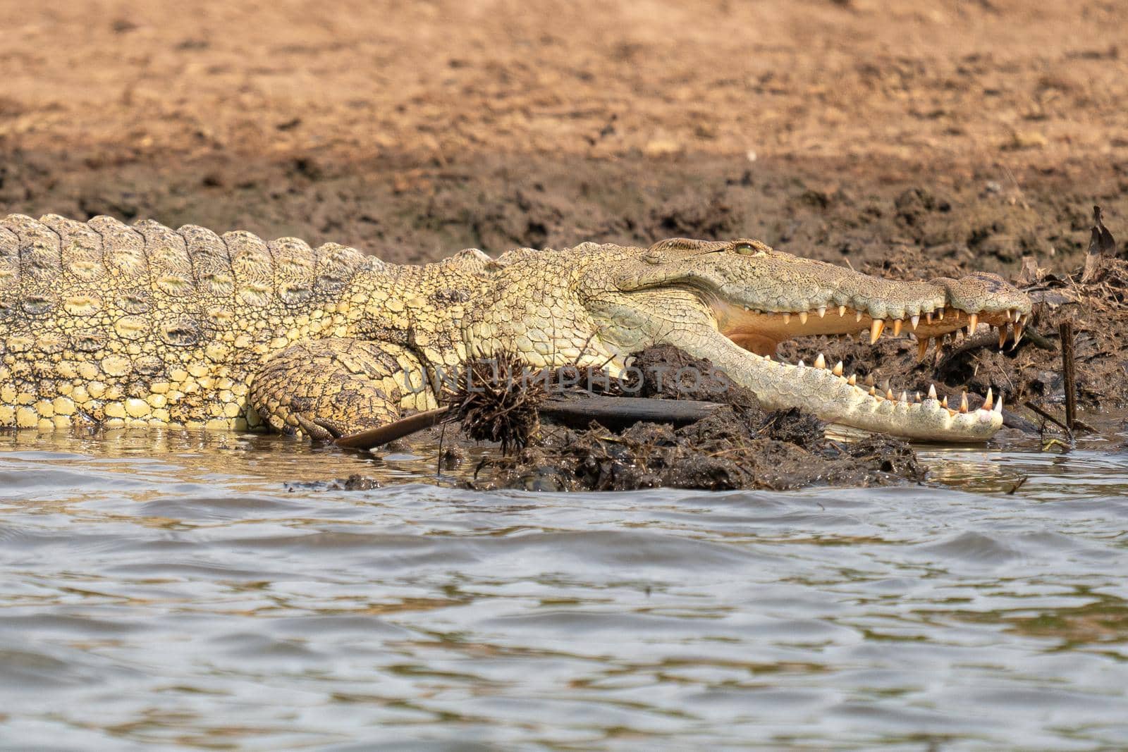 Nile Crocodile (Crocodylus niloticus), photo was taken on Kazinga Channel, Uganda