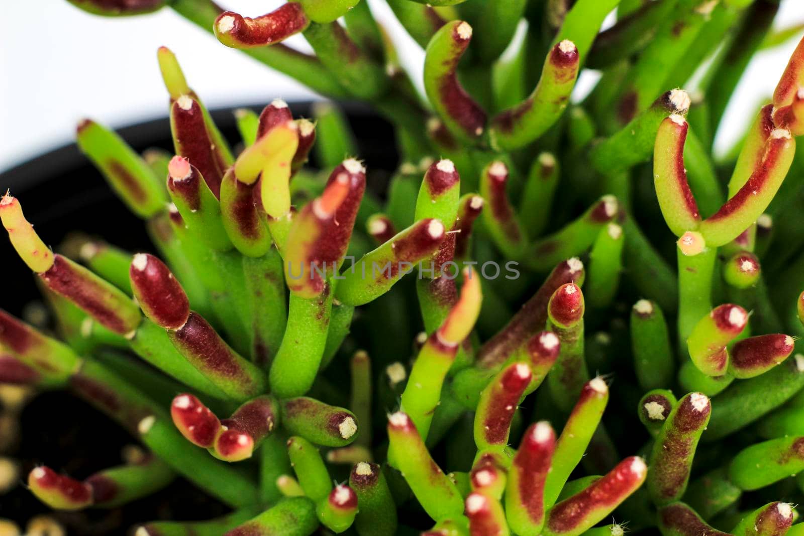 Beautiful Rhipsalis Hatiora plant in the garden