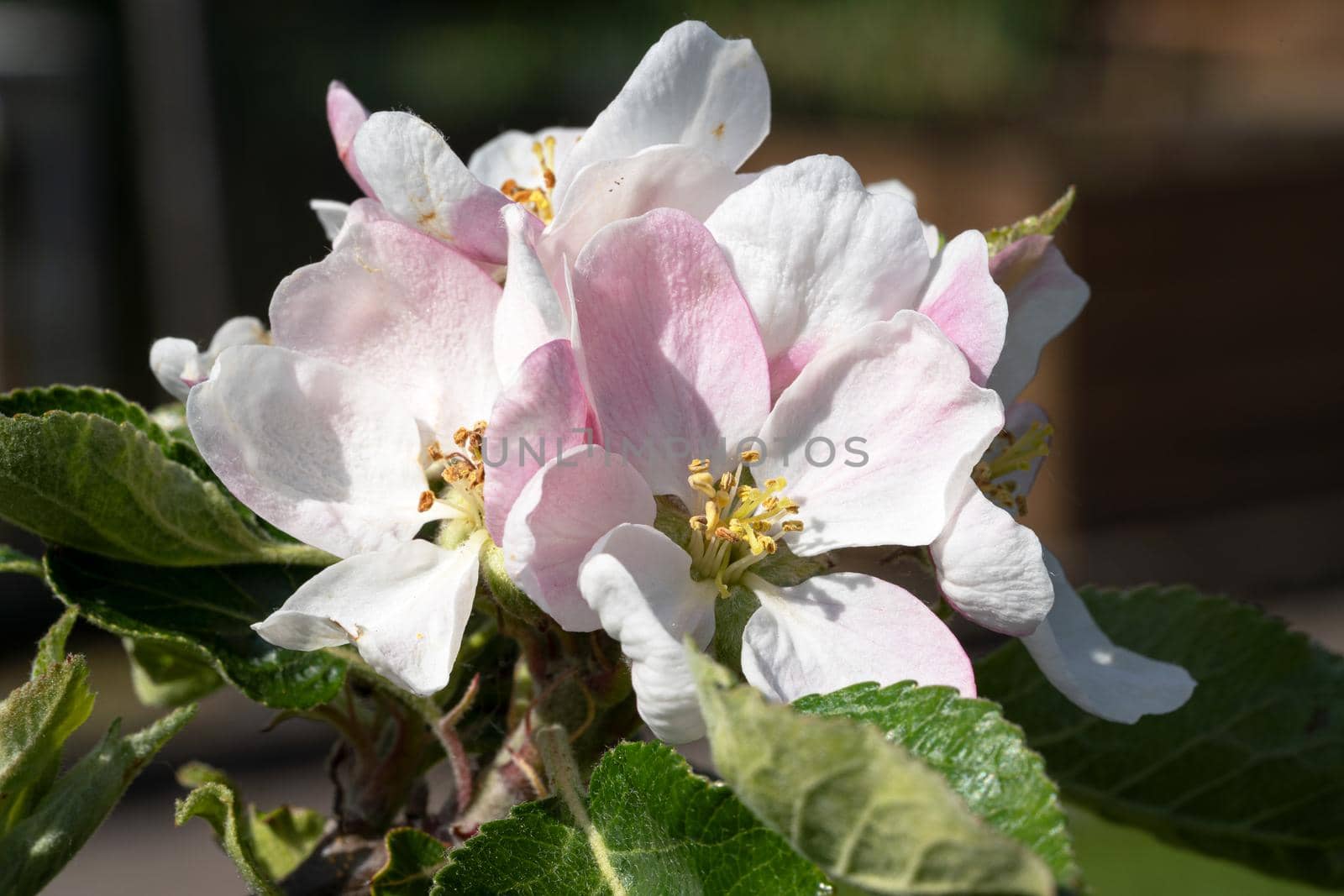 Apple tree (Malus domestica), blossoms of springtime