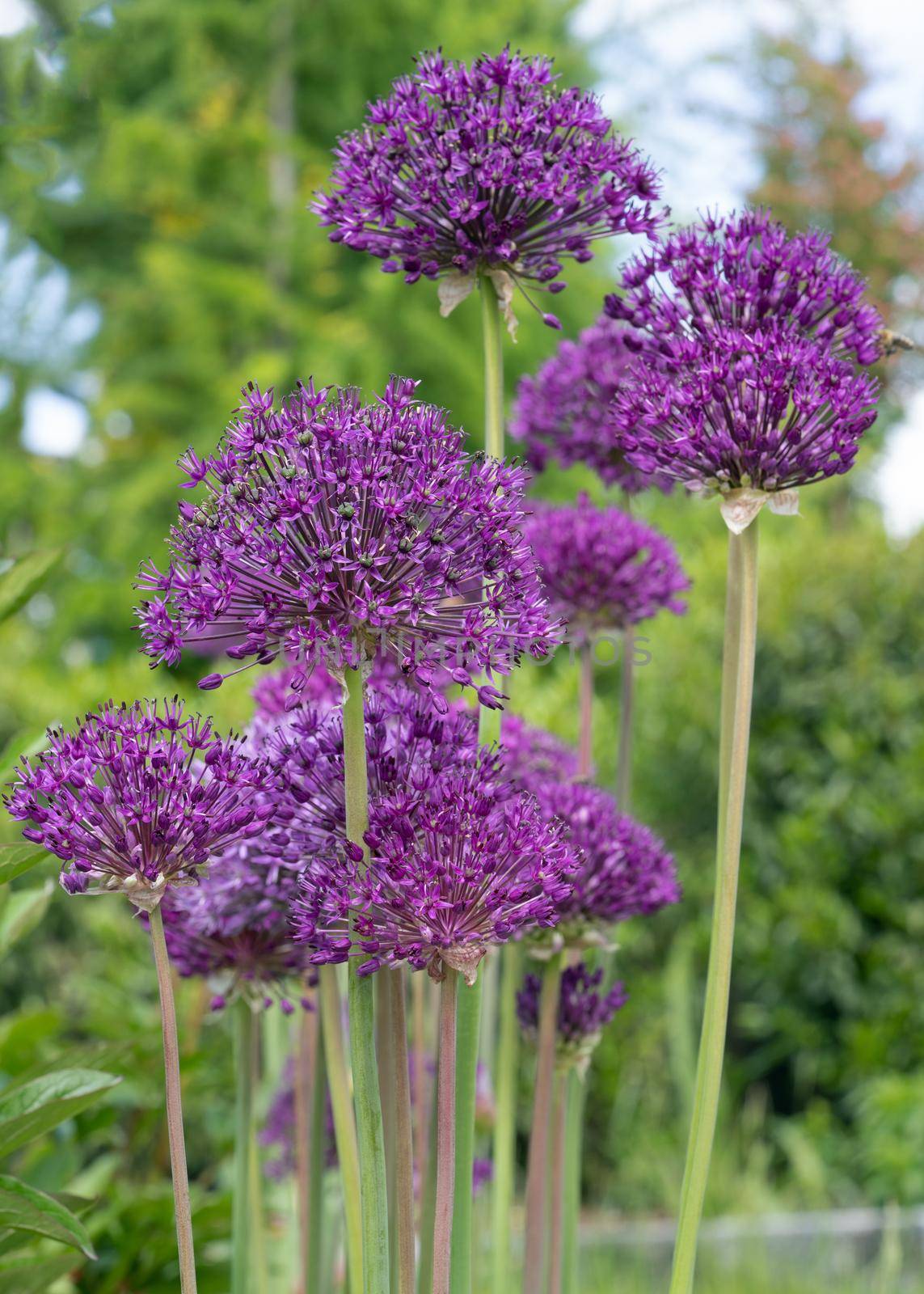 Persian onion (Allium hollandicum), close up image of the flower head