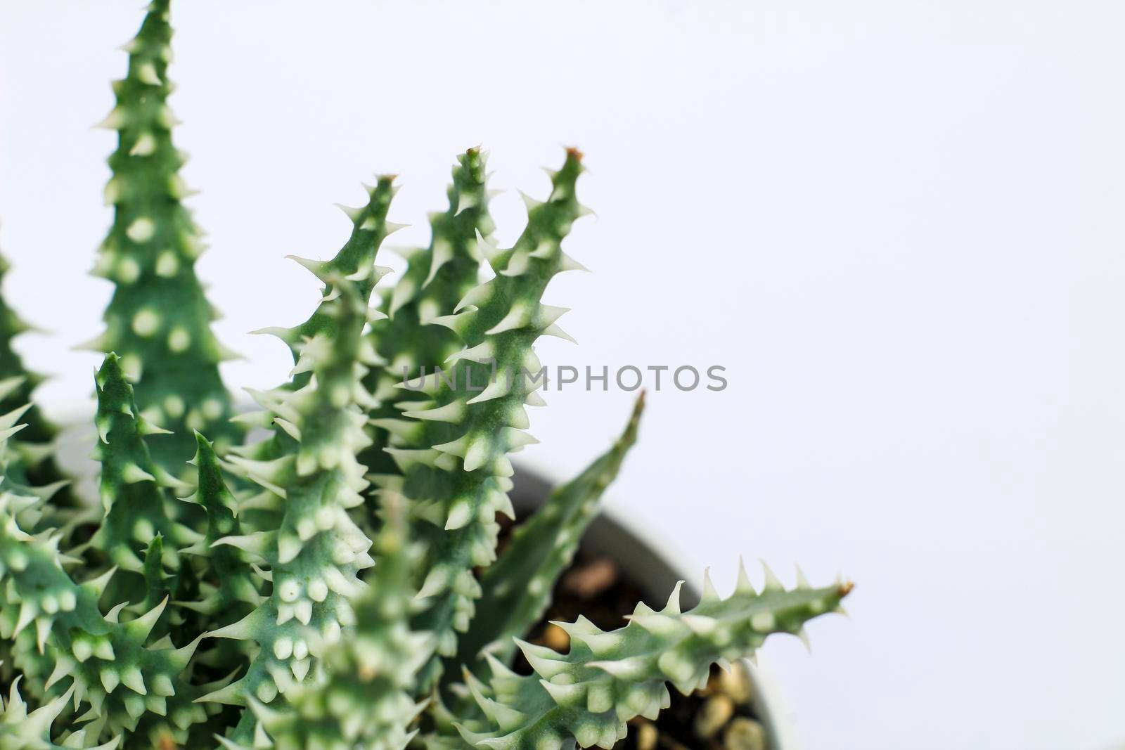 Beautiful Aloe Humilis plant on white background