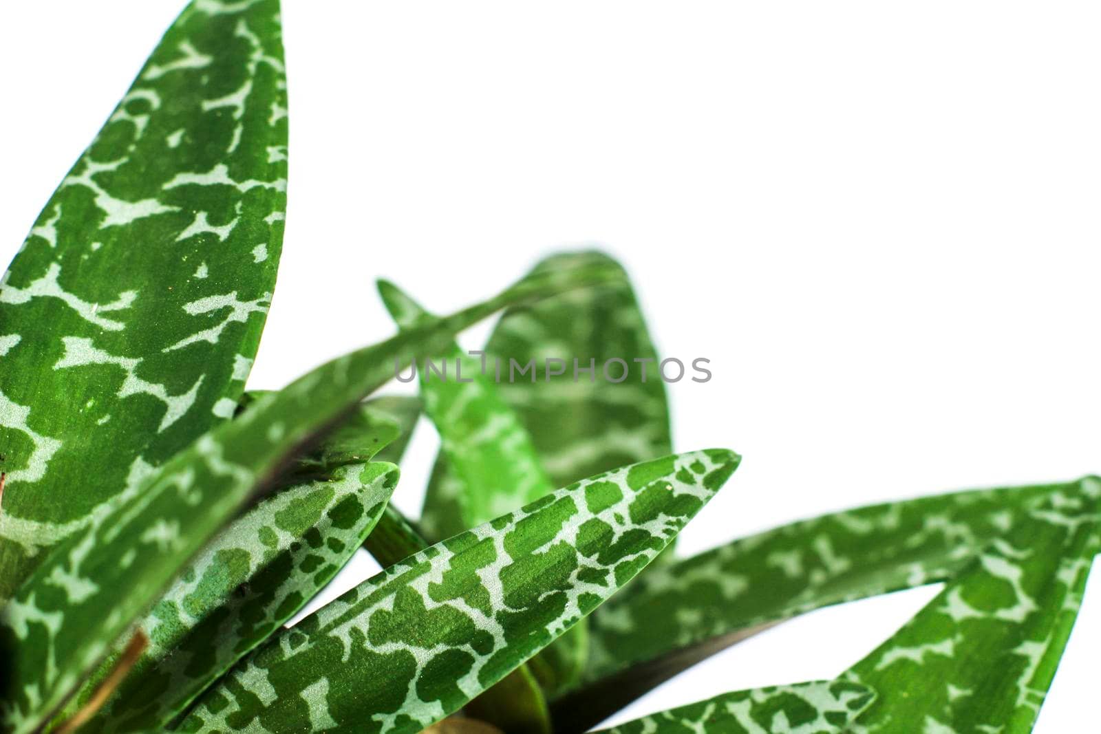 Beautiful Ledebouria Socialis plant in the garden