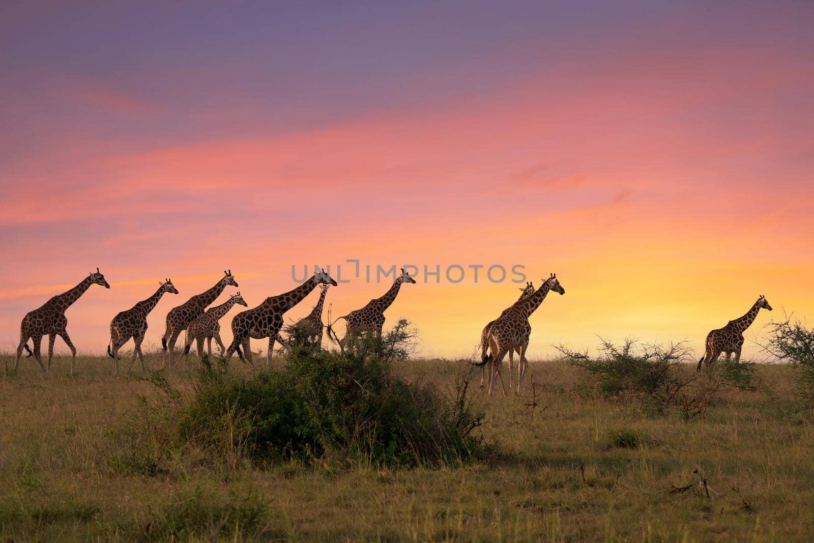 Baringo Giraffe (Giraffa camelopardalis), Murchison Falls National Park, Uganda