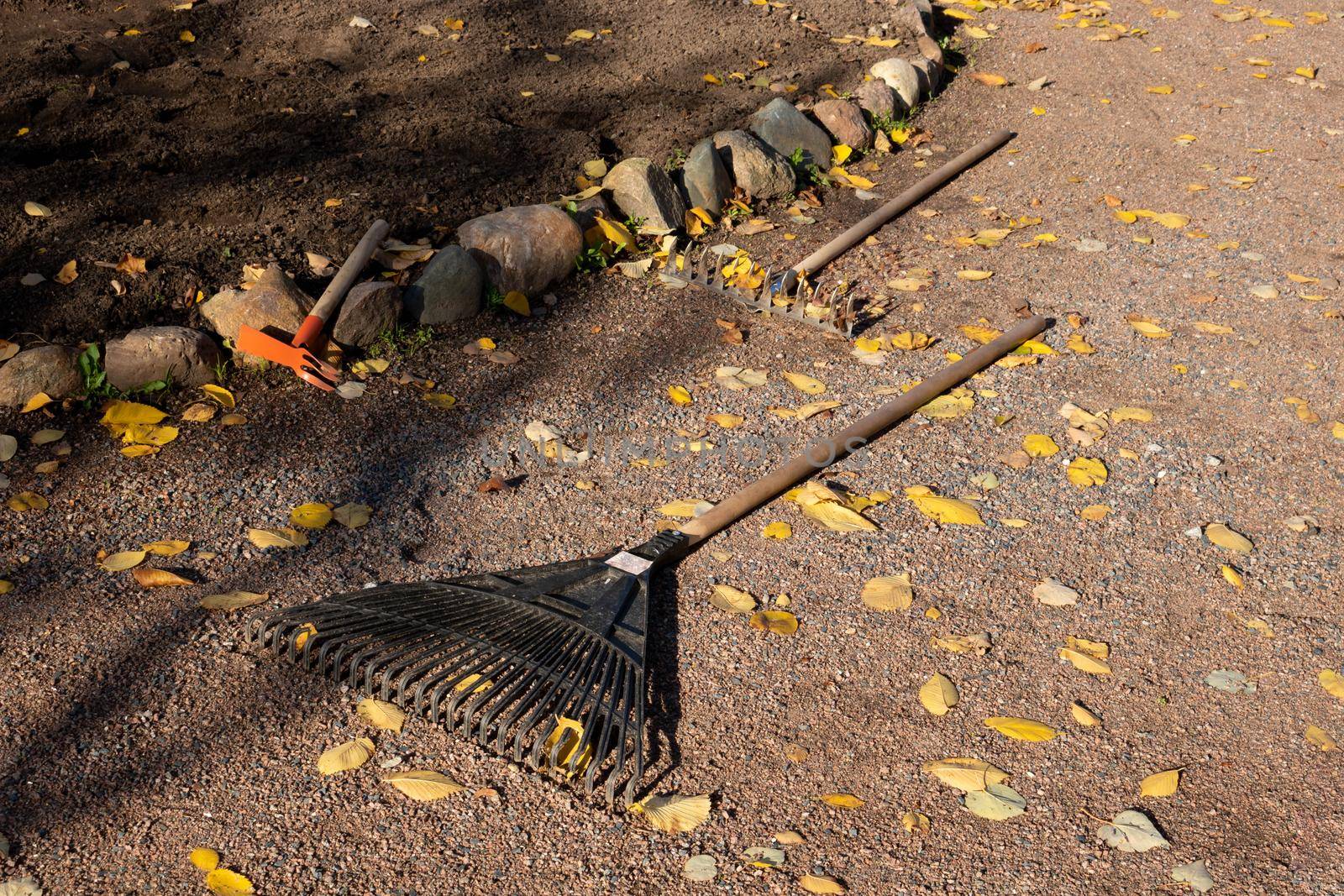 Rake with fallen leaves at autumn. Gardening during fall season. Cleaning lawn from leaves.