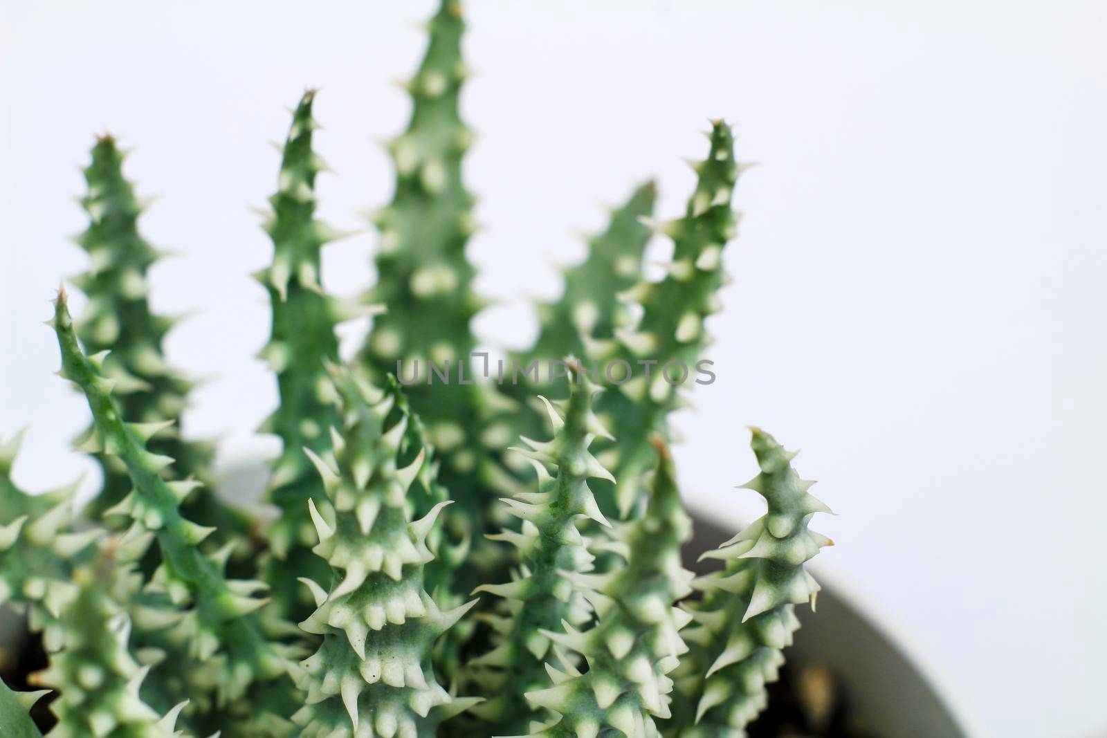 Beautiful Aloe Humilis plant on white background