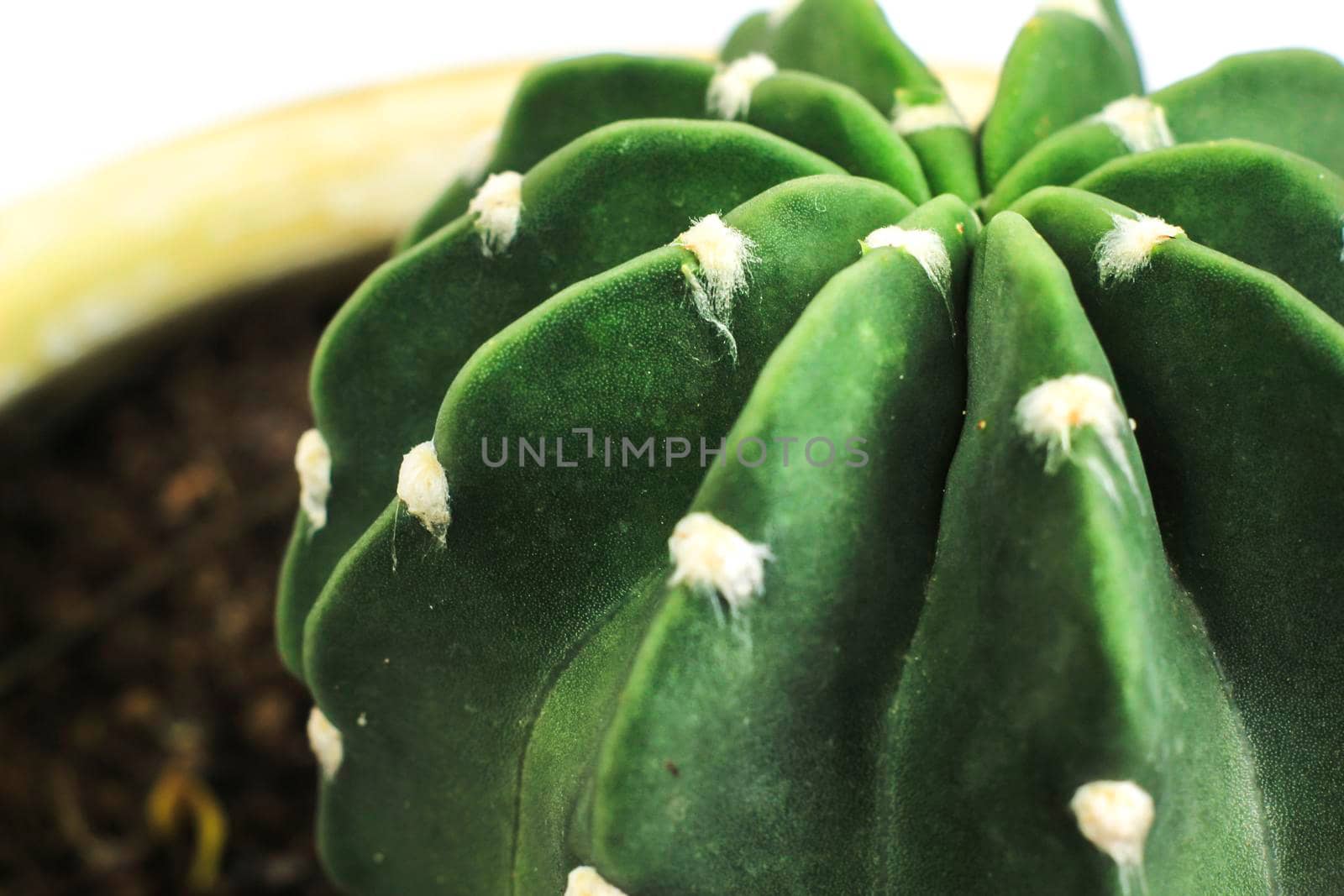 Beautiful Echinopsis Subdenudata cactus plant in the garden. Macro photography