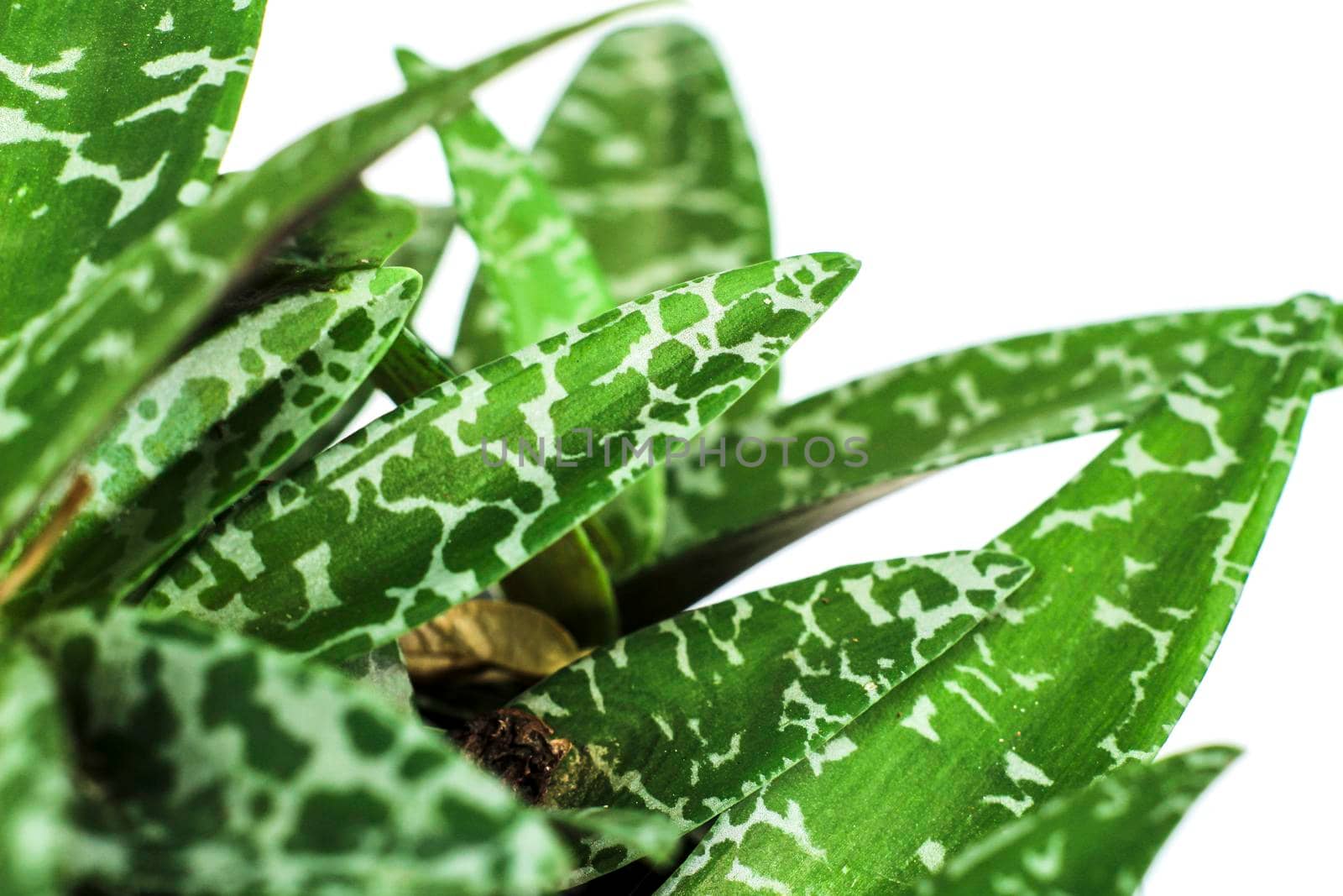 Beautiful Ledebouria Socialis plant in the garden