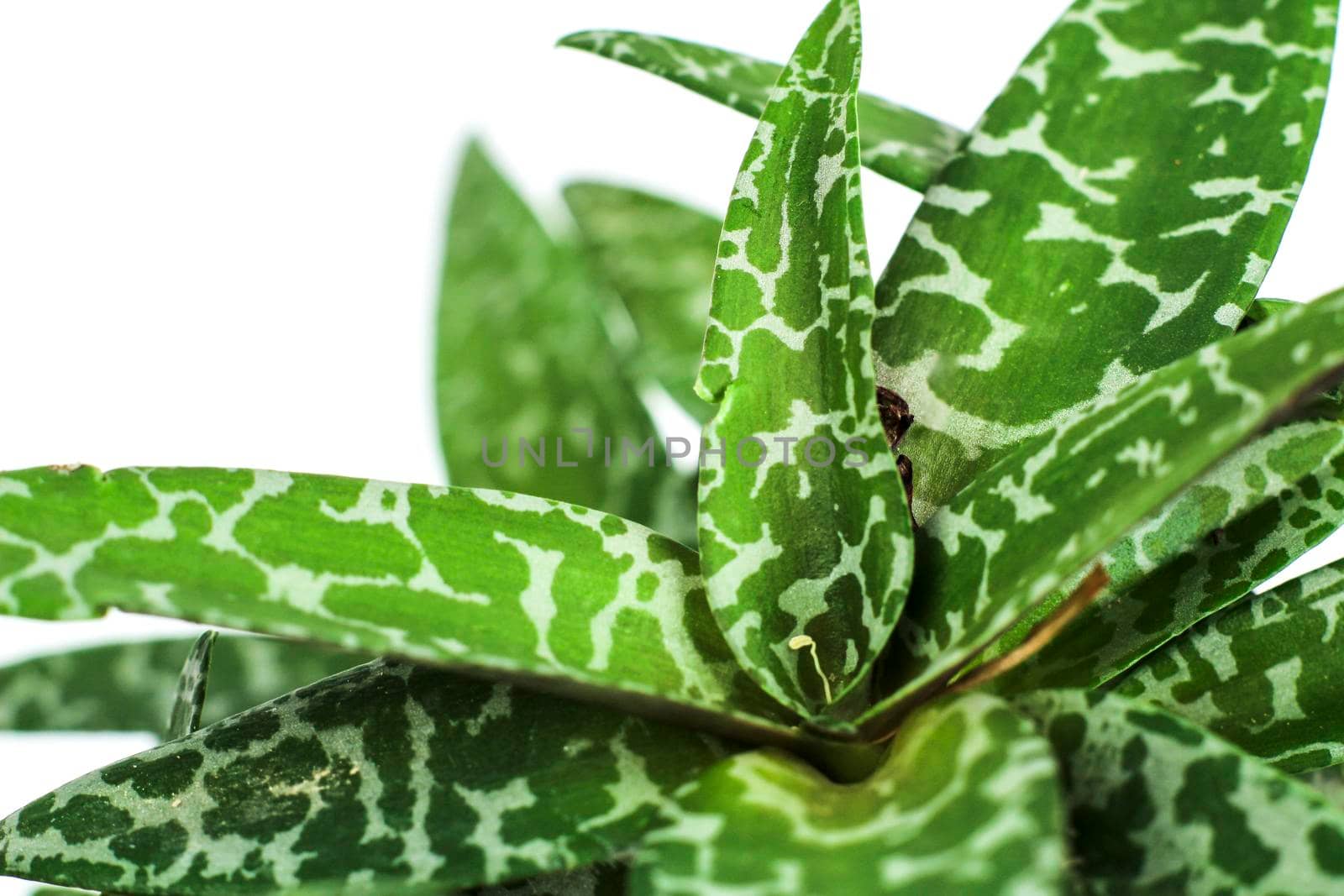 Beautiful Ledebouria Socialis plant in the garden