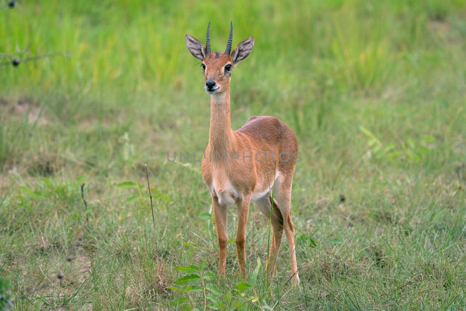 Oribi (Ourebia Ourebi), Murchison Falls National Park, Uganda