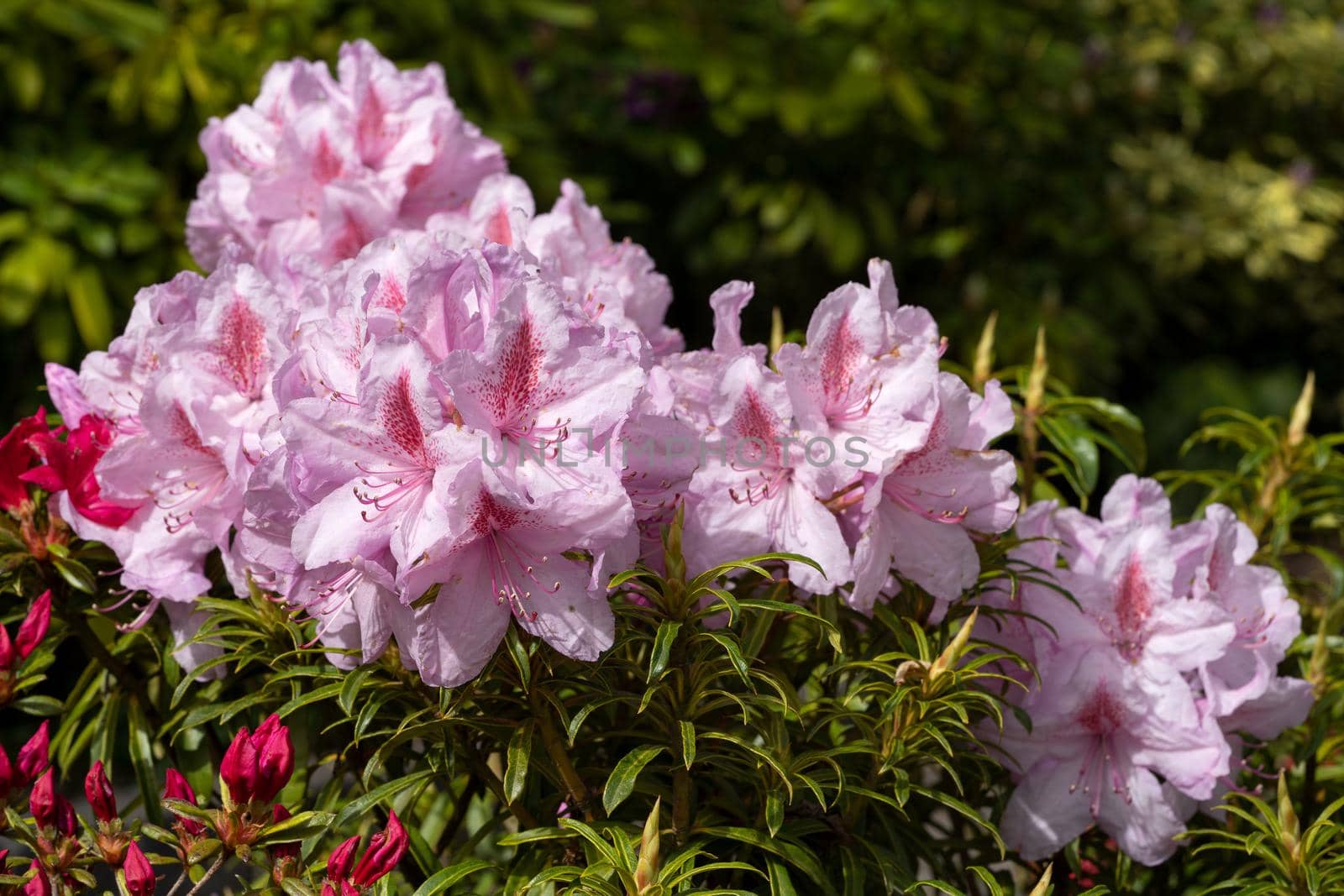 Rhododendron Ponticum Filigran (Rhododendron Ponticum)