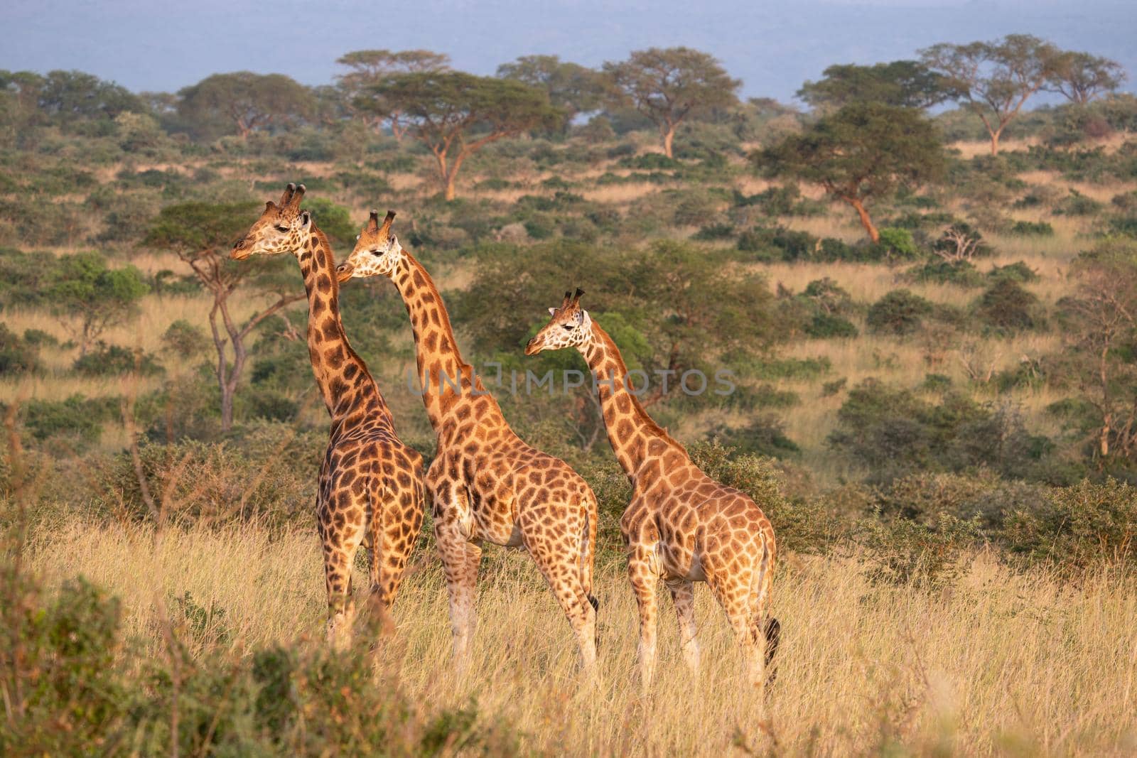 Baringo Giraffe (Giraffa camelopardalis), Murchison Falls National Park, Uganda