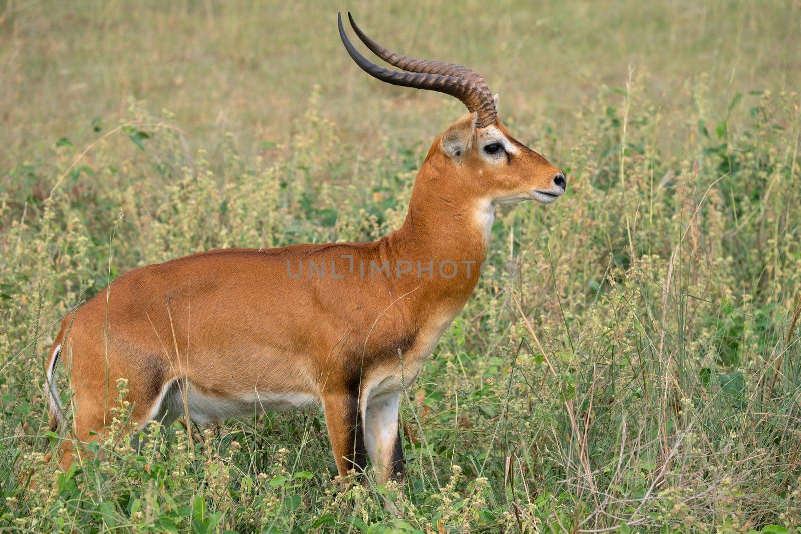 Uganda Kob (Kobus thomasi), National Parks of Uganda