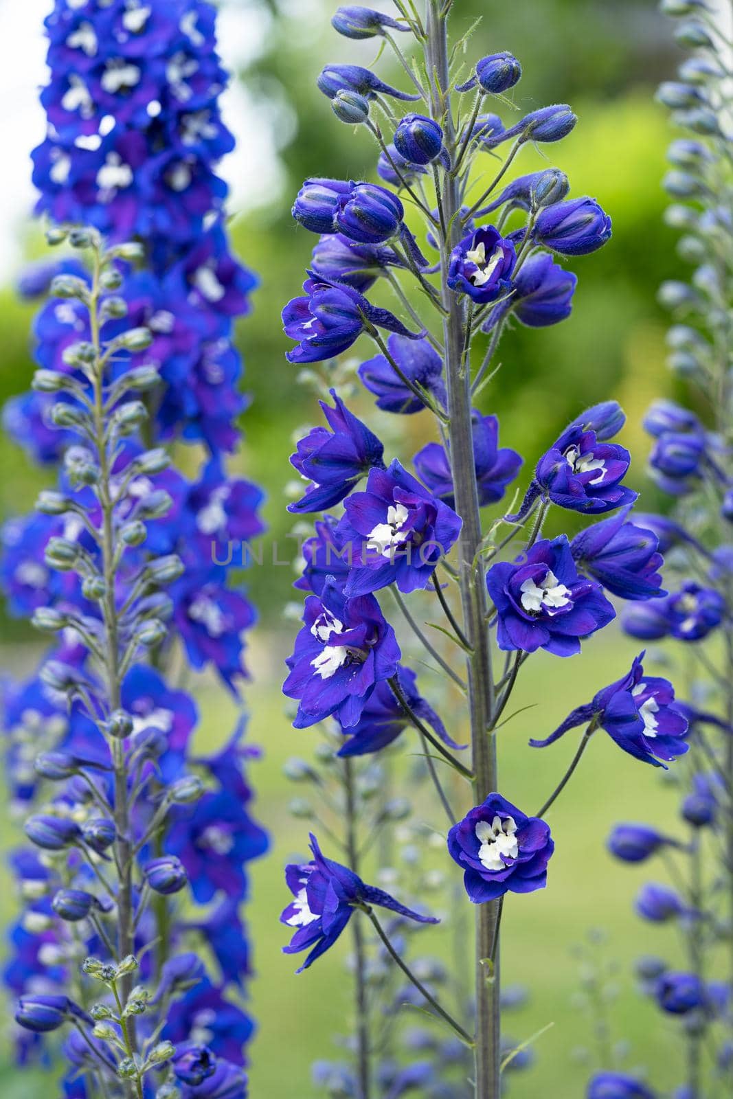 Candle larkspur (Delphinium elatum), close up of the flower head