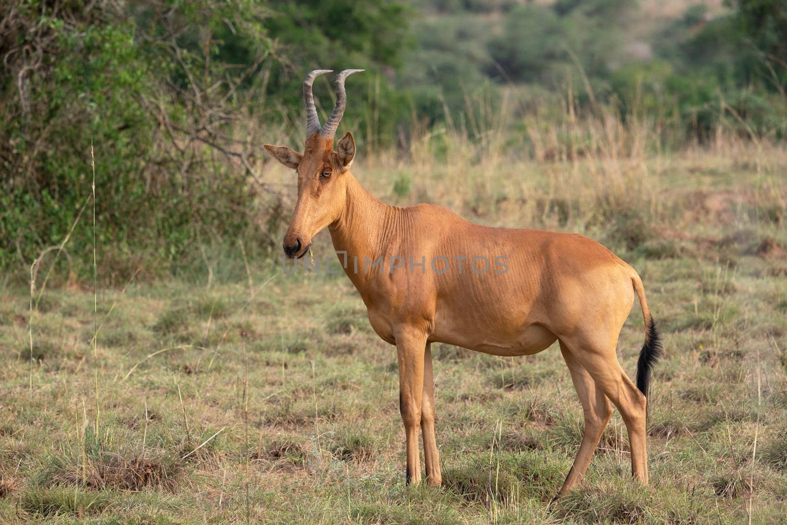 Hartebeest (Alcelaphus lelwel), Murchison Falls National Park, Uganda