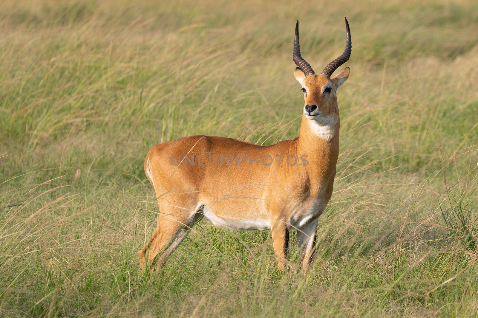 Uganda Kob (Kobus thomasi), Queen Elizabeth National Park, Uganda