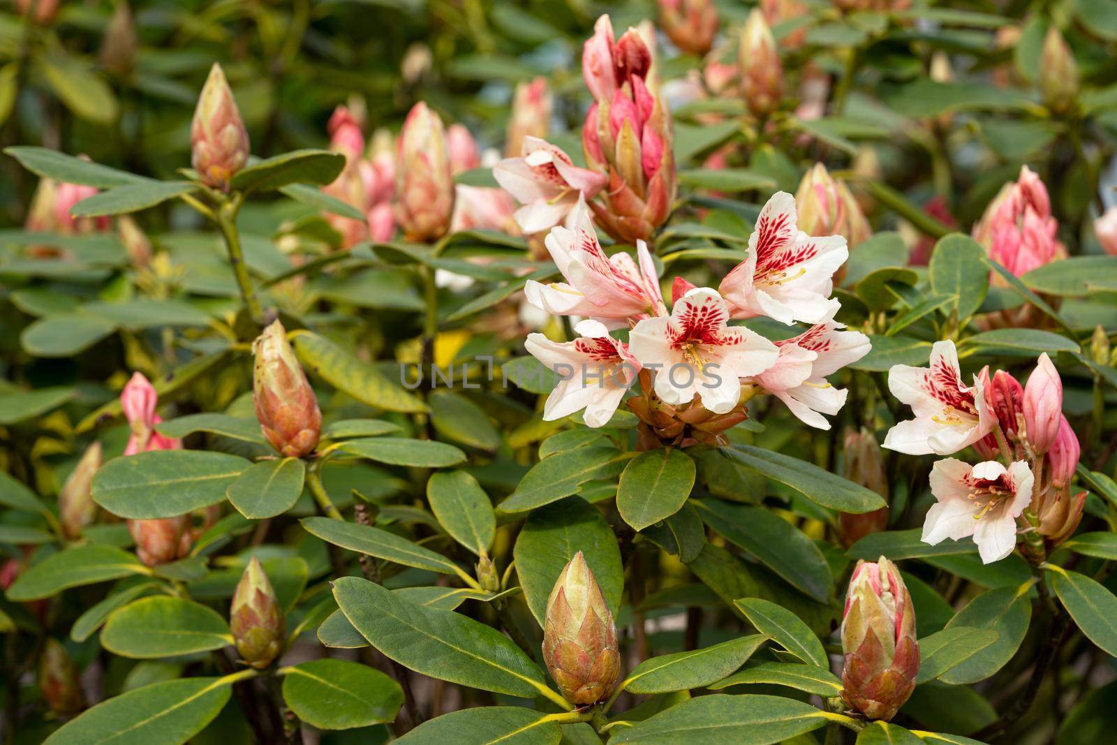 Rhododendron Hybrid (Rhododendron hybrid), close up of the flower head